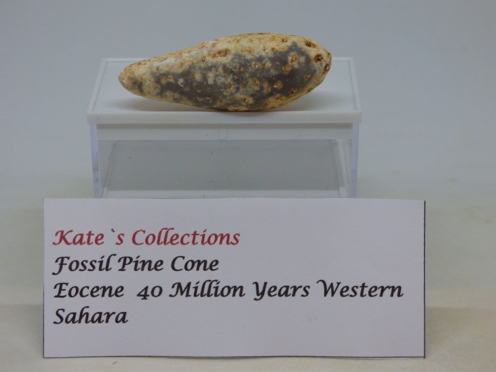 Fossil Pine Cone in Collectors Box 40 MYO Sahara