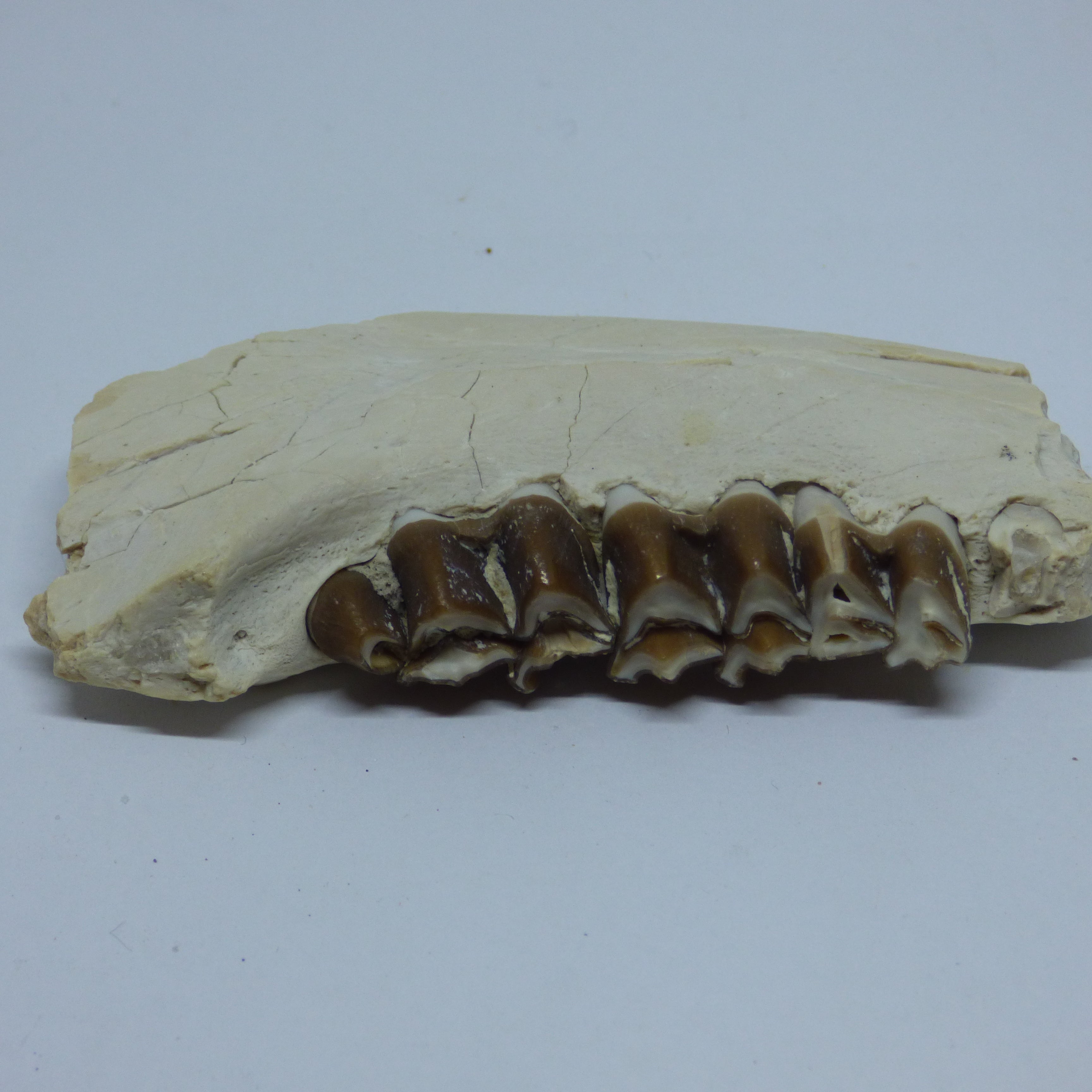 Mammal Fossils