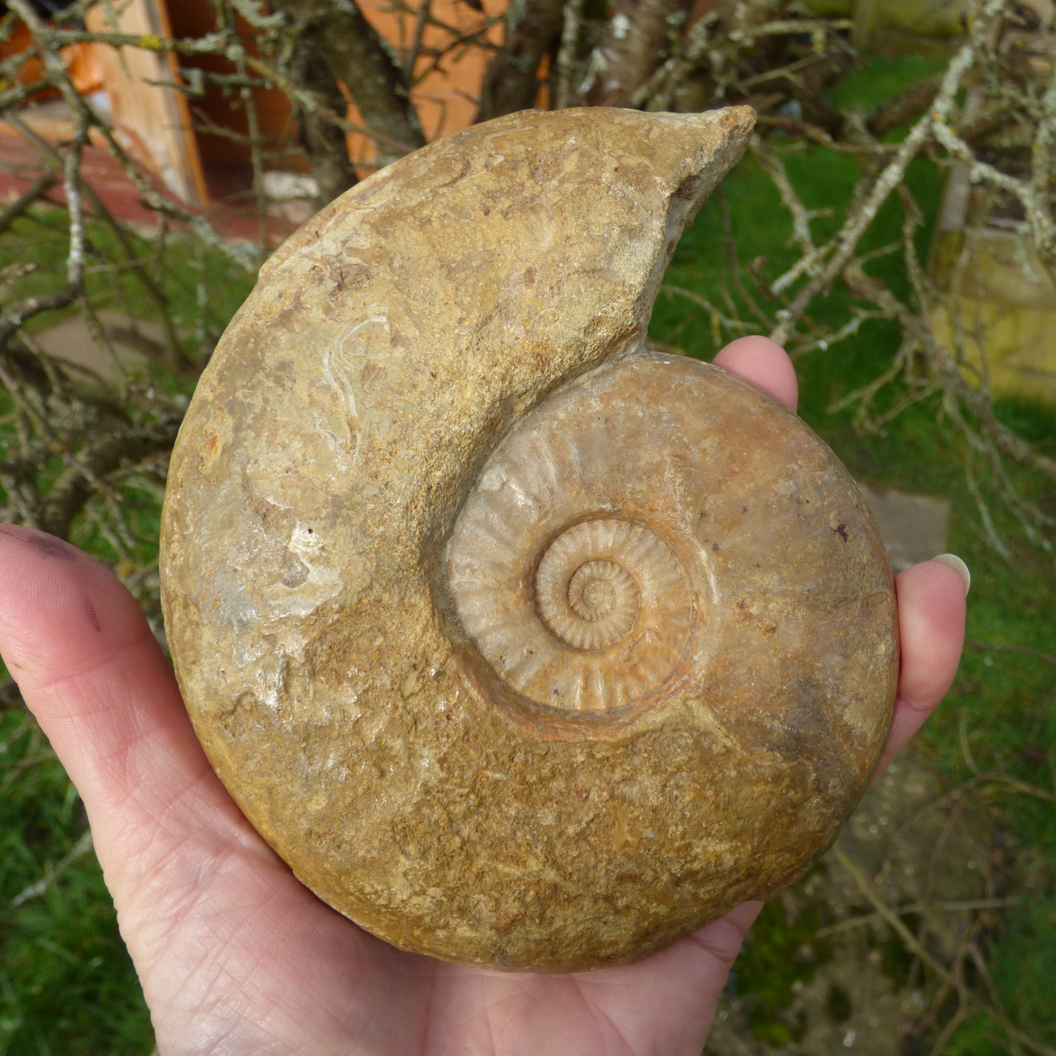 Ammonites