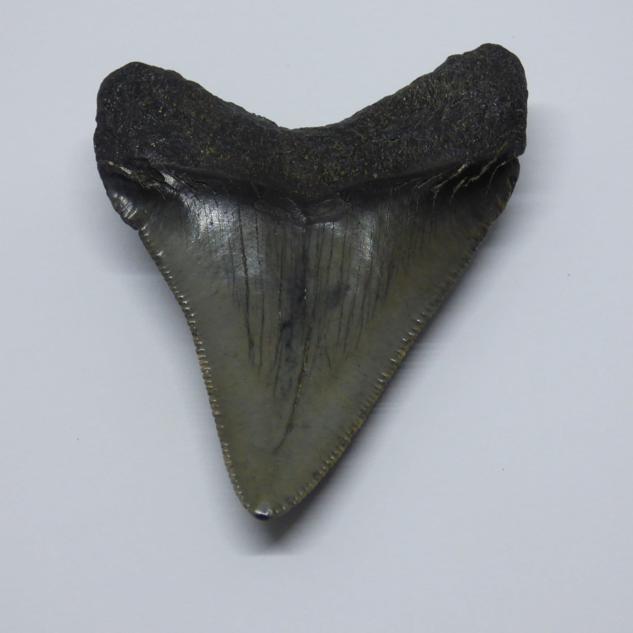 Shark Fossils