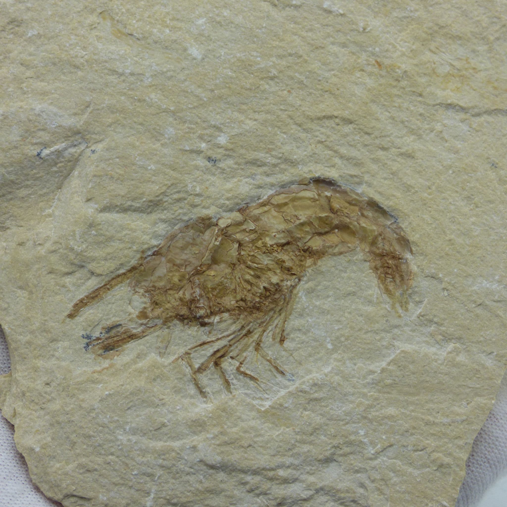 Arthropods /Crustaceans /Soft Body