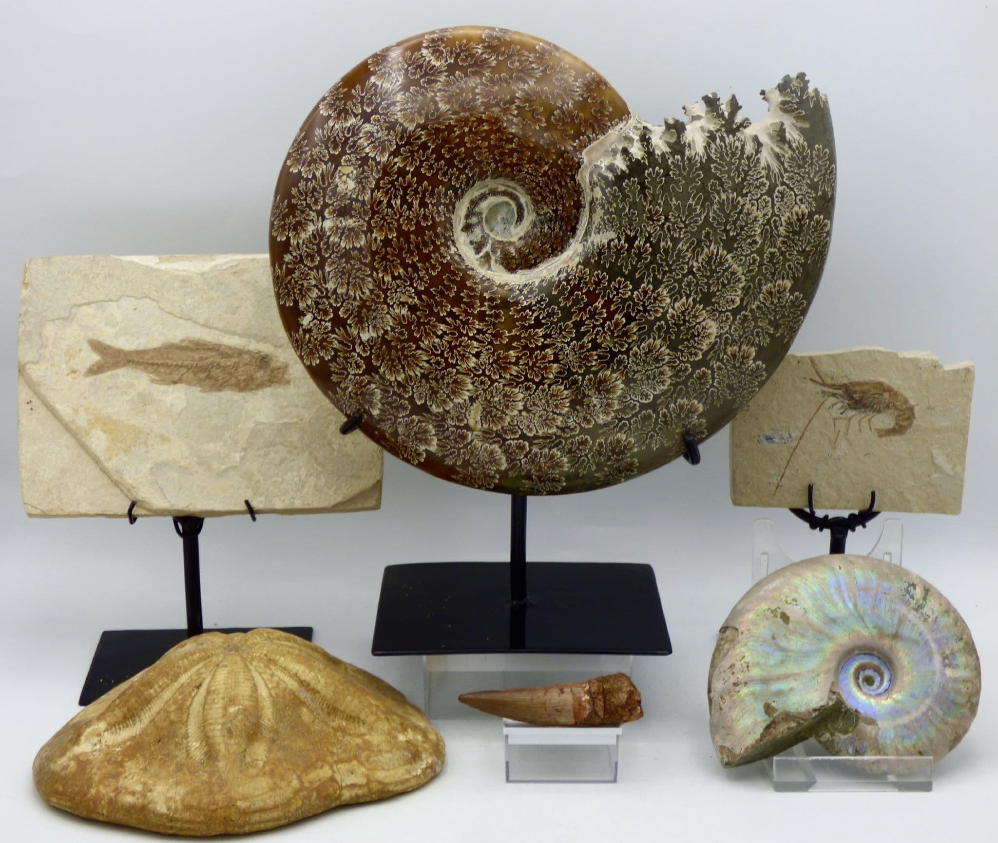 Fossils