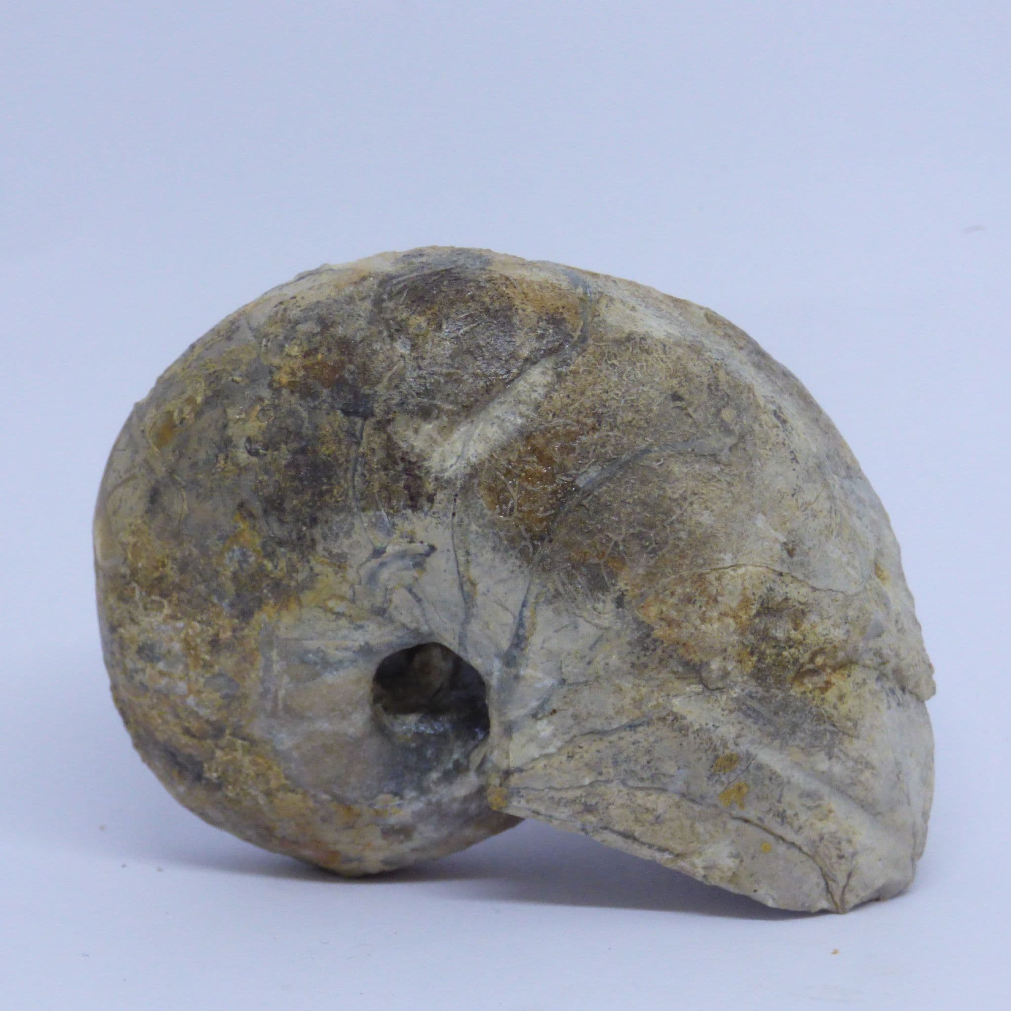 Nautilus Goniatite Orthoceras