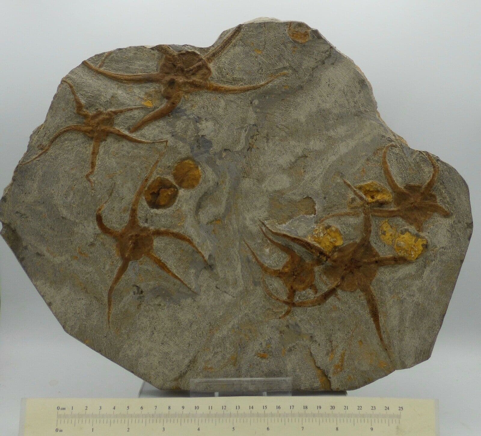 Star Fish and Echinoid Fossils