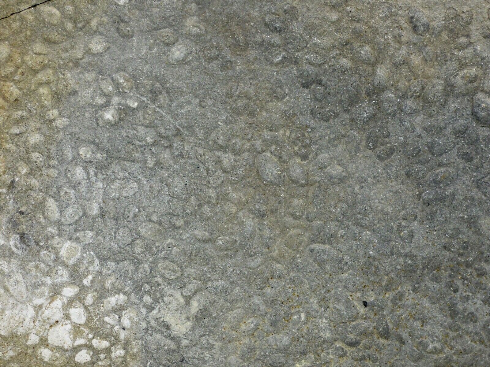 Trace Fossils