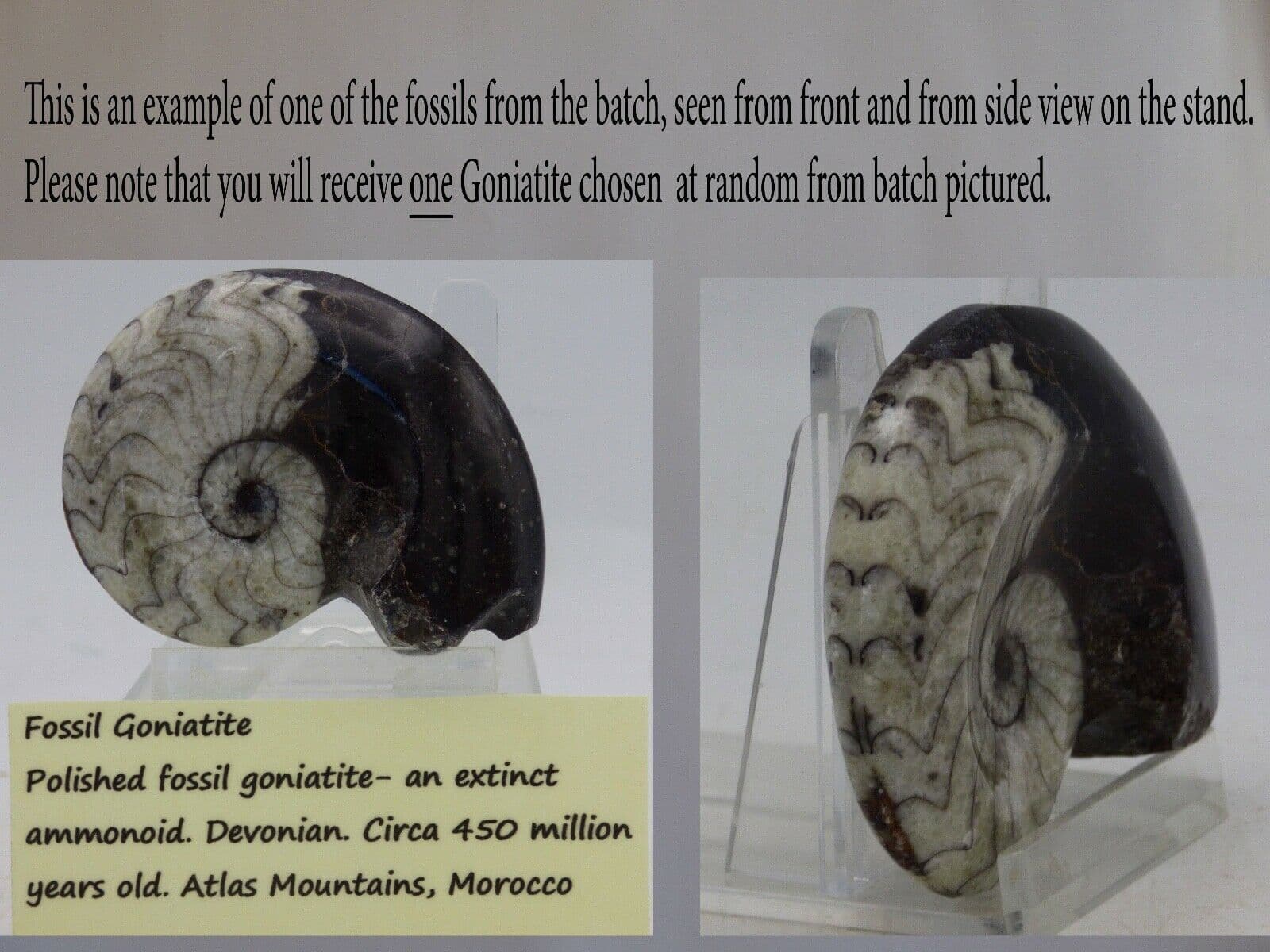 1 x  Fossil Goniatite 5.5 to 6.5cm  450 MYO  Display Stand  + Information Sheet