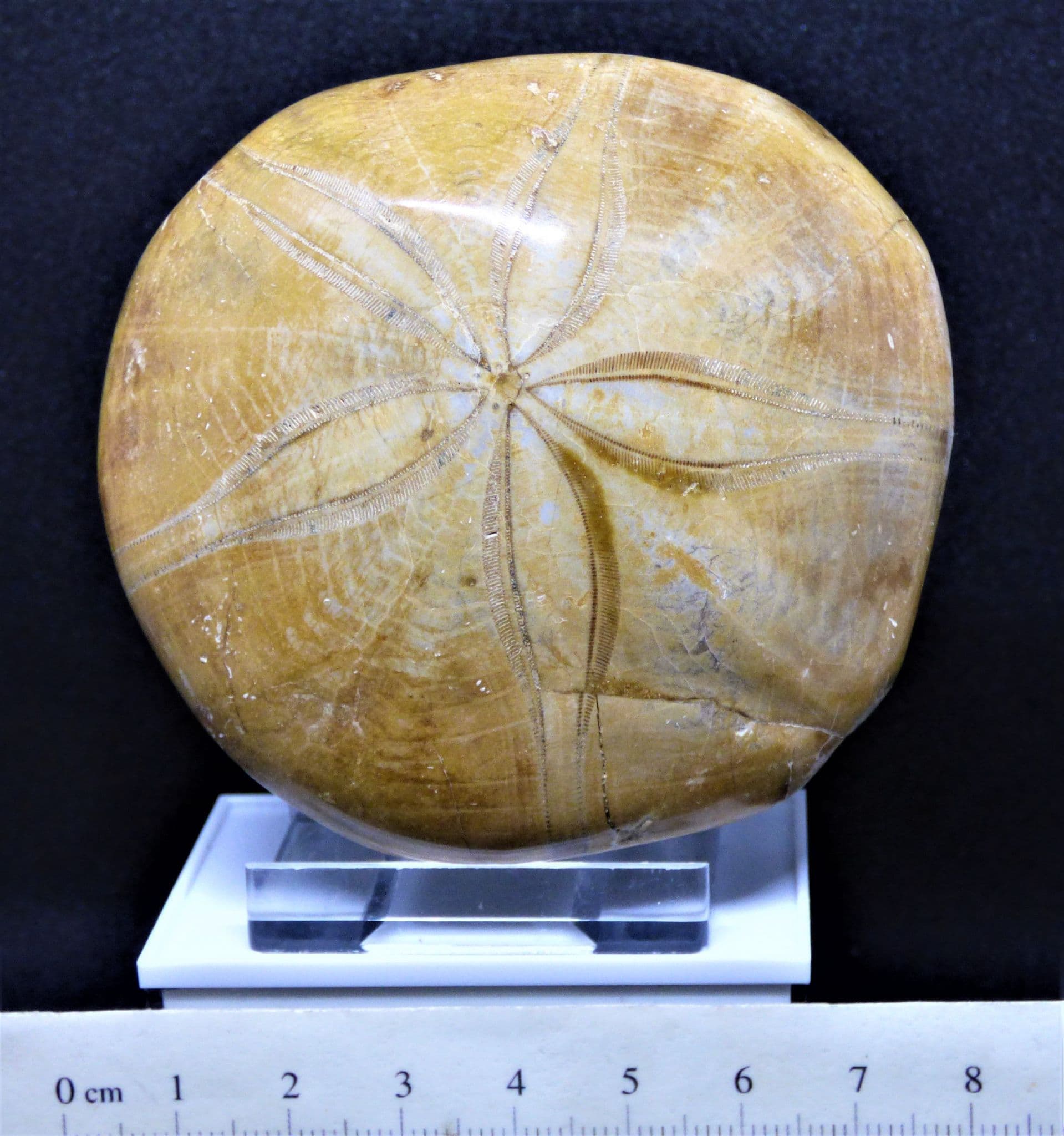 Jurassic Fossil Echinoid Sand Dollar Sea Urchin Madagascar