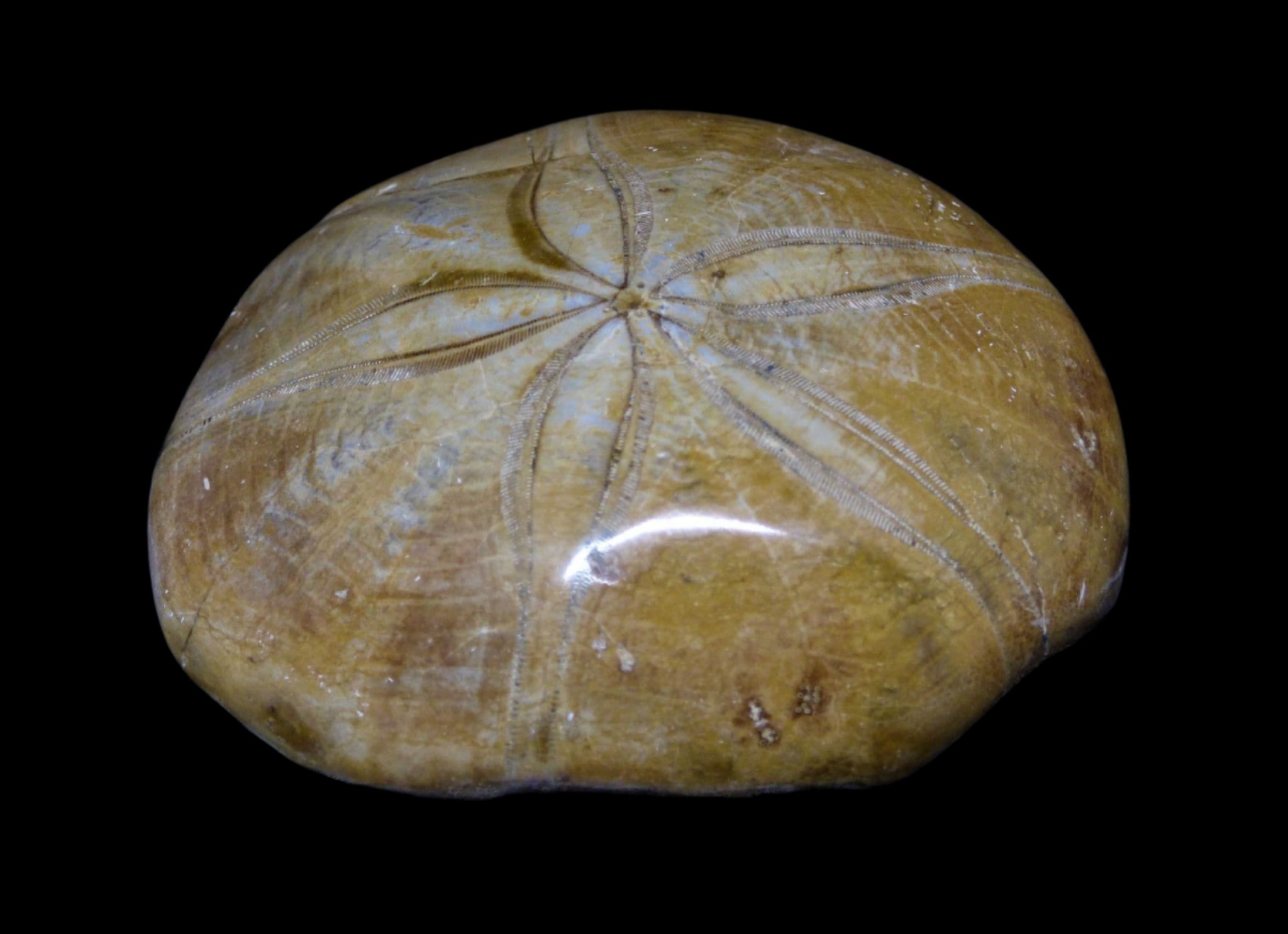 Jurassic Fossil Echinoid Sand Dollar Sea Urchin Madagascar