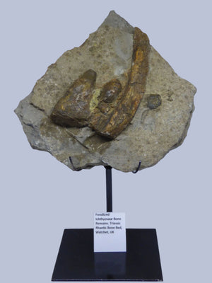 Jurassic Fossil Ichthyosaur Bones on Steel Hand Crafted  Display Stand