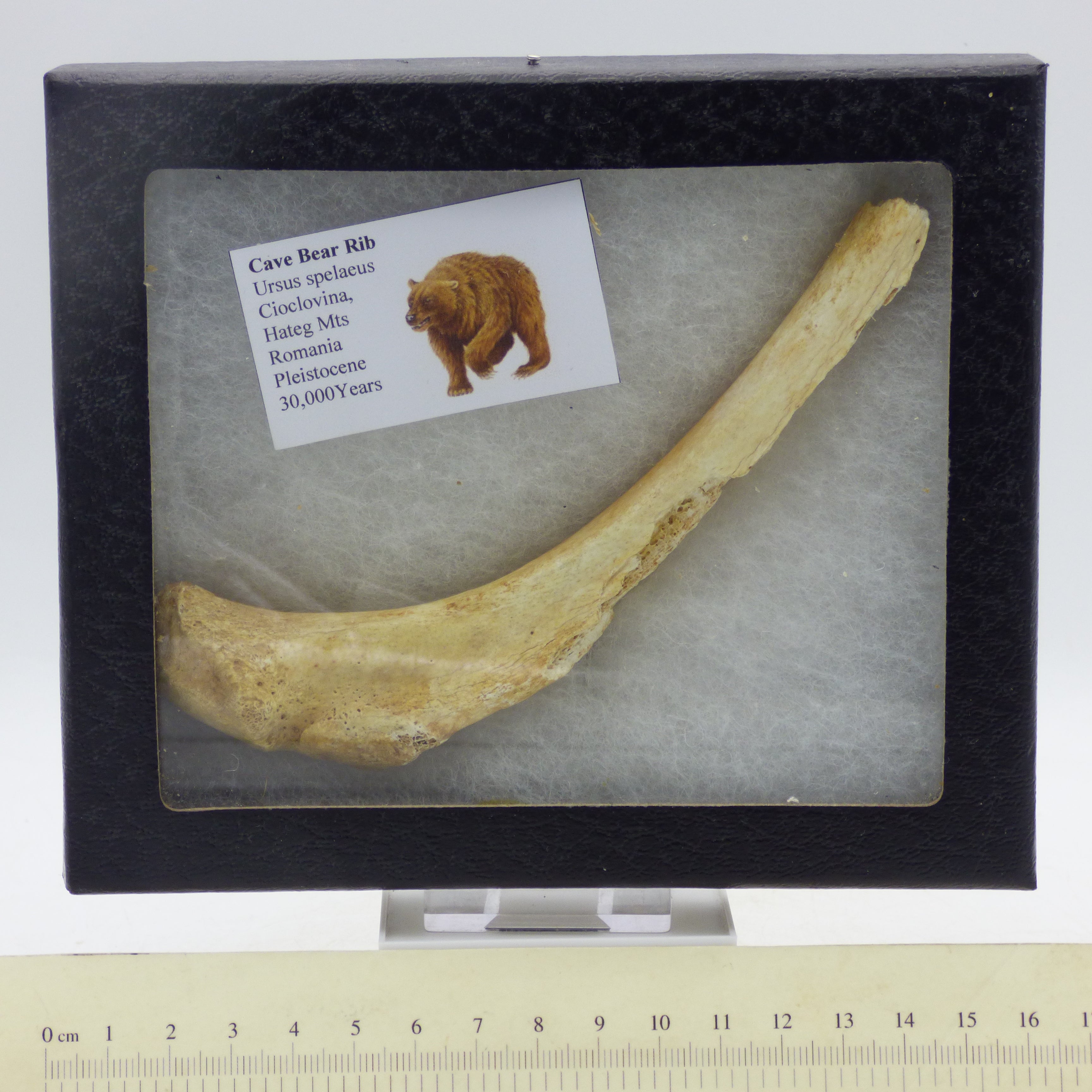 Ice Age Fossil Rib Bone European Cave Bear - Romania- in Collectors Box