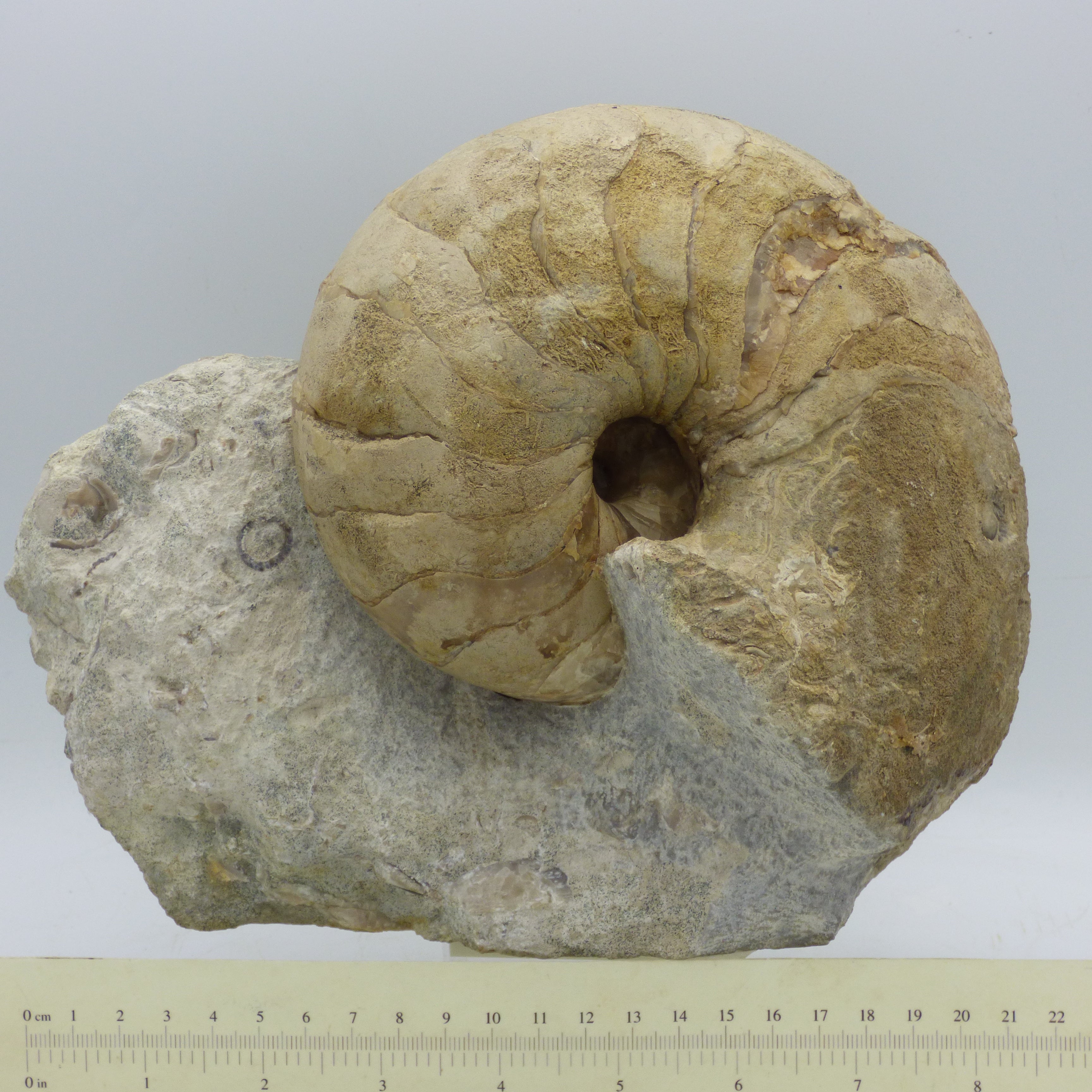 Huge Nautilus Fossil;Cenoceras Semistriatum Jurassic Sherbourne Dorset UK