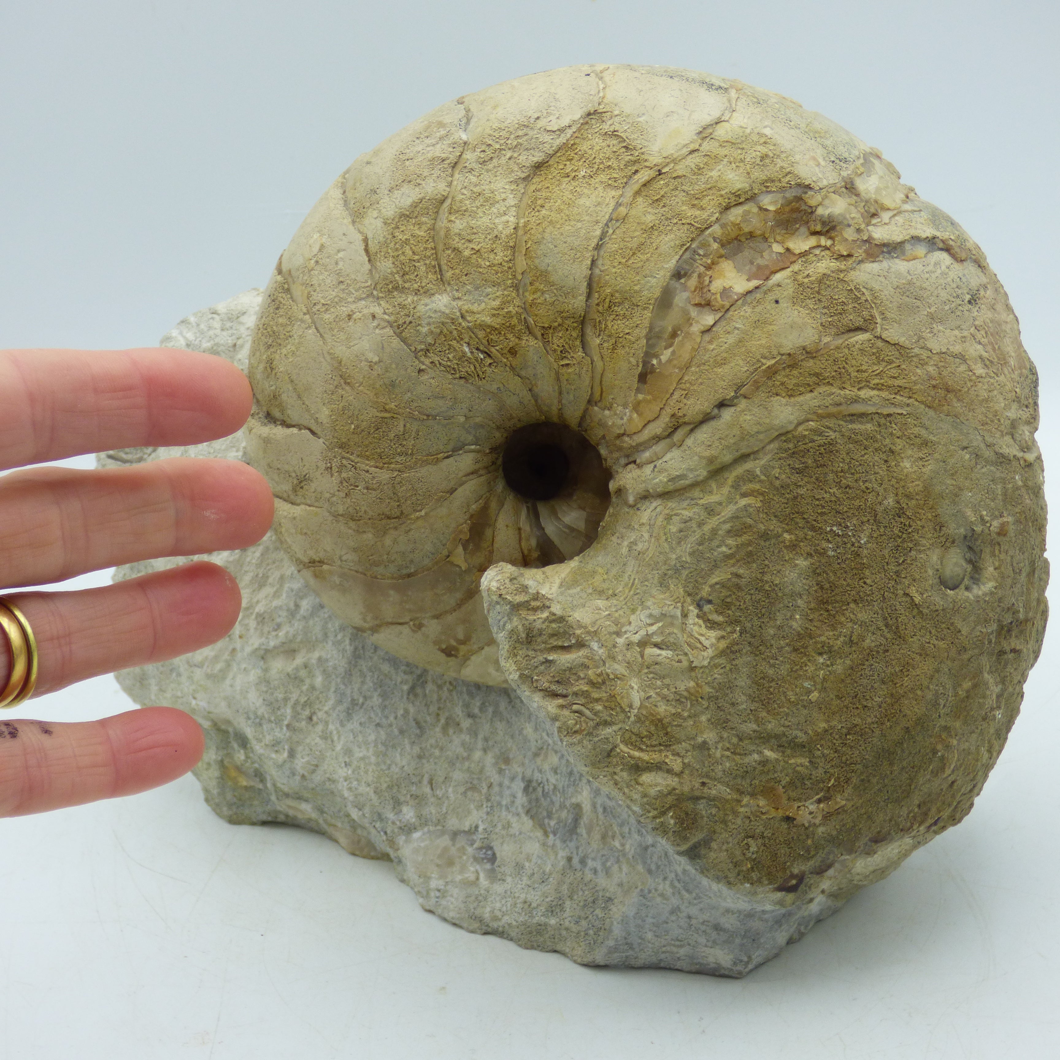 Huge Nautilus Fossil;Cenoceras Semistriatum Jurassic Sherbourne Dorset UK