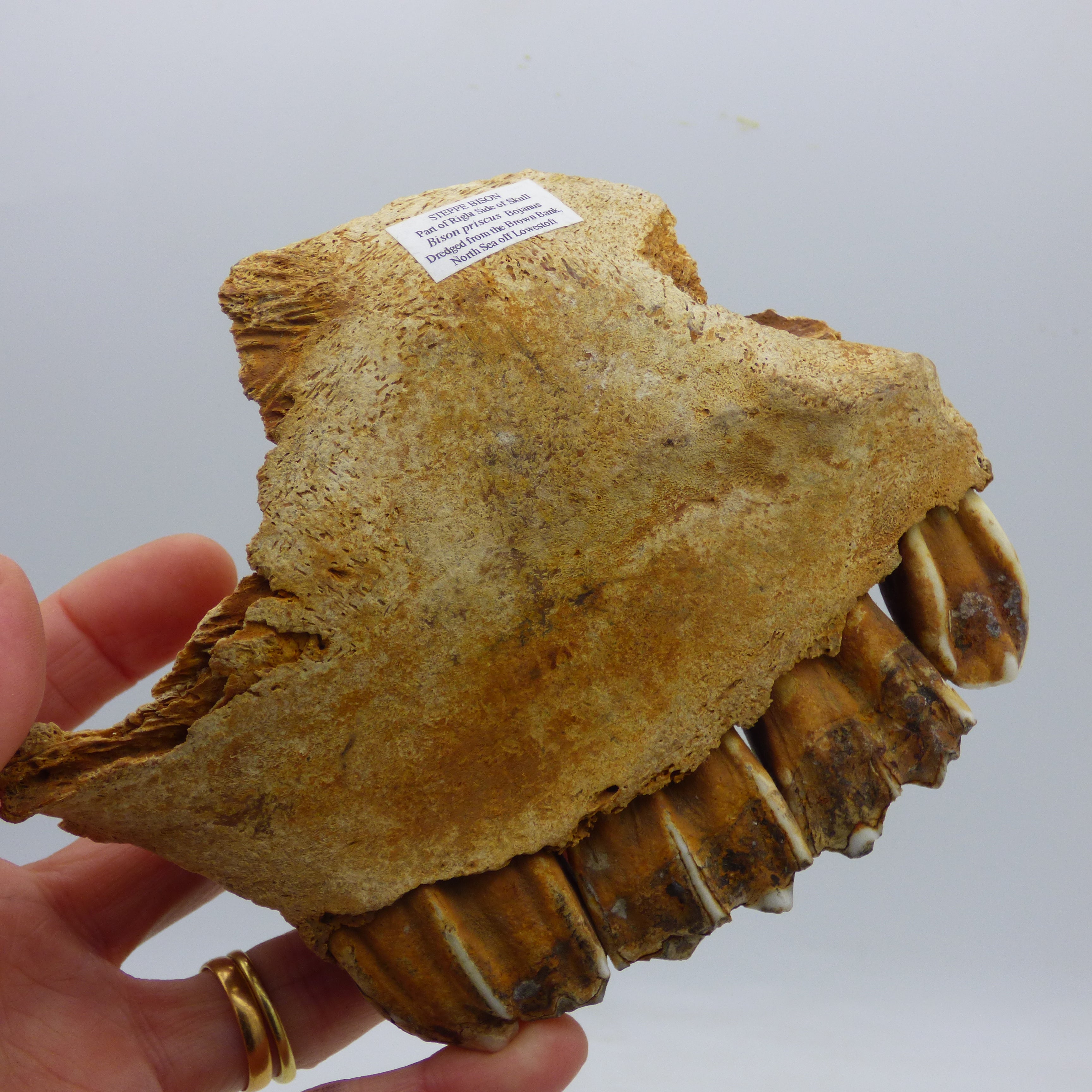 Ice Age  Fossil Steppe Bison Jaw and Teeth + Stand