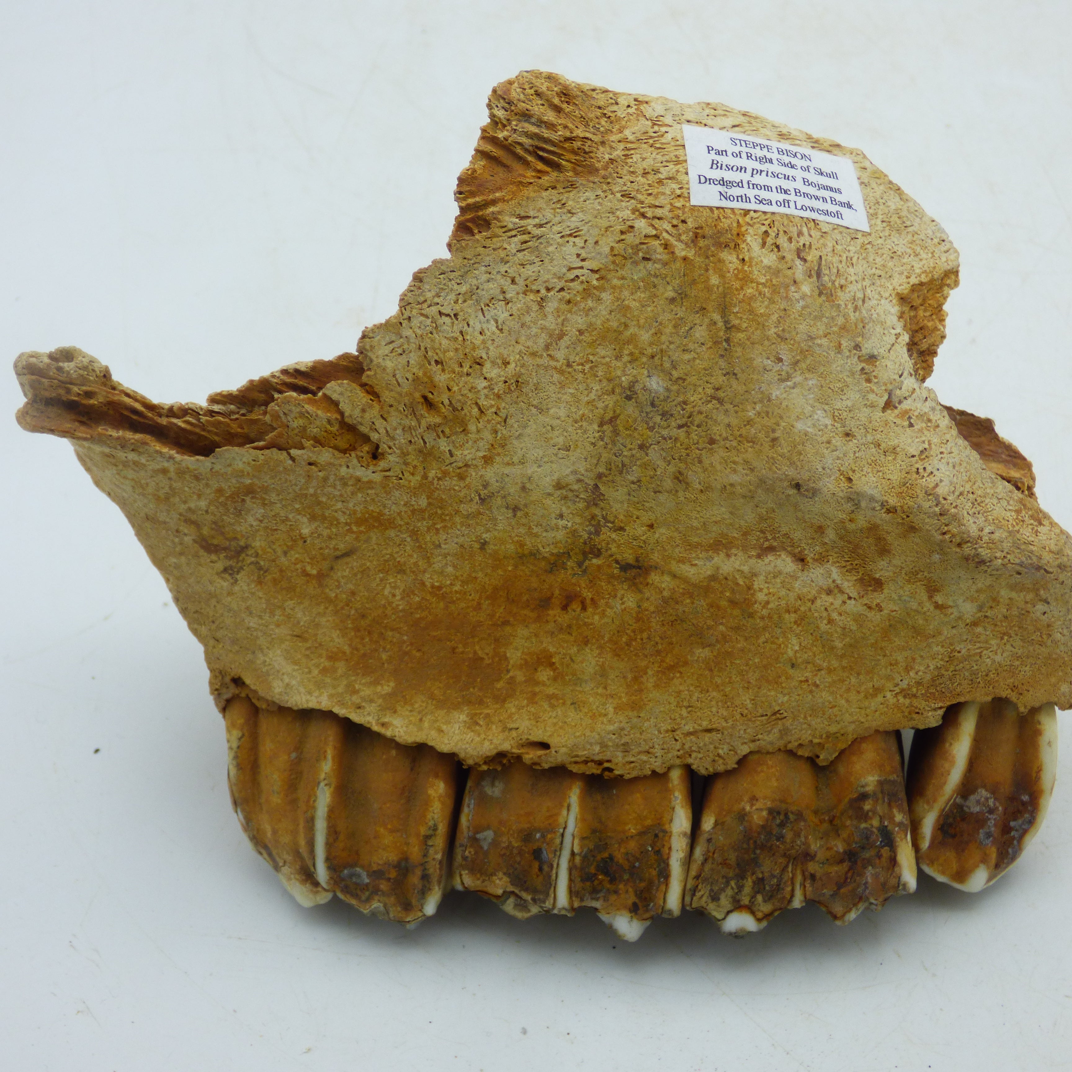 Ice Age  Fossil Steppe Bison Jaw and Teeth + Stand