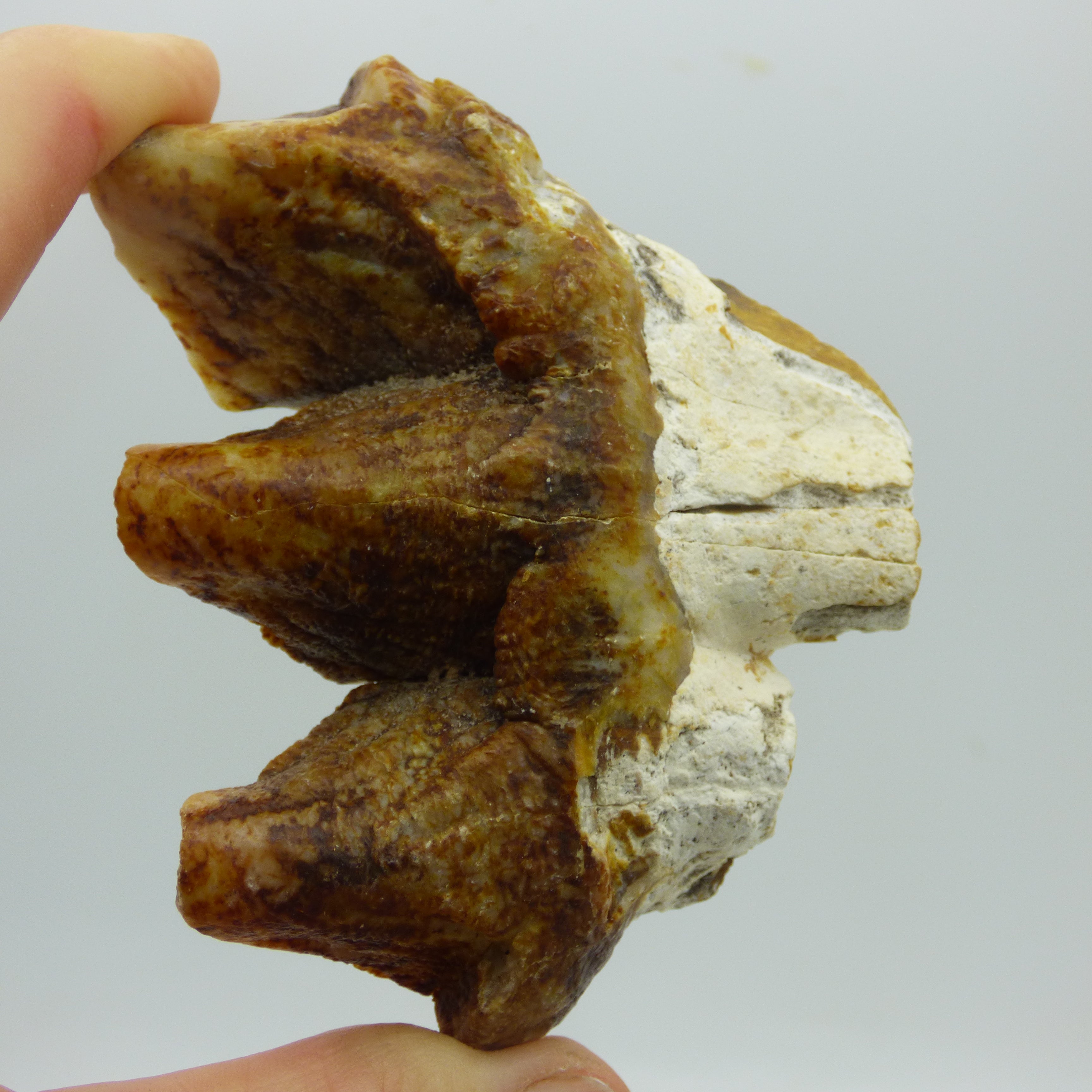 Ice Age Prehistoric Fossil Gomphothere Tooth Florida