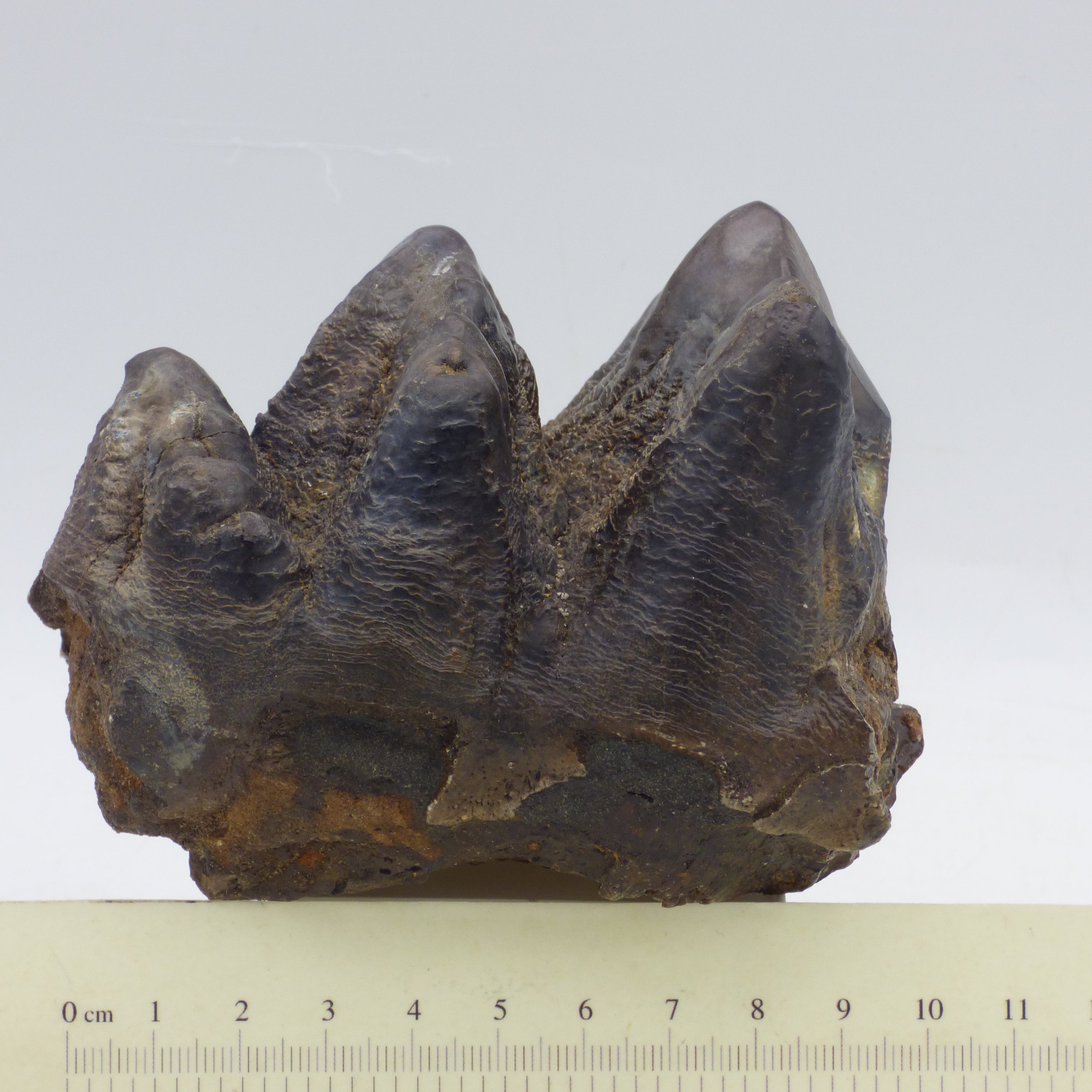 Ice Age Prehistoric Fossil Mastodon Tooth Florida with display stand