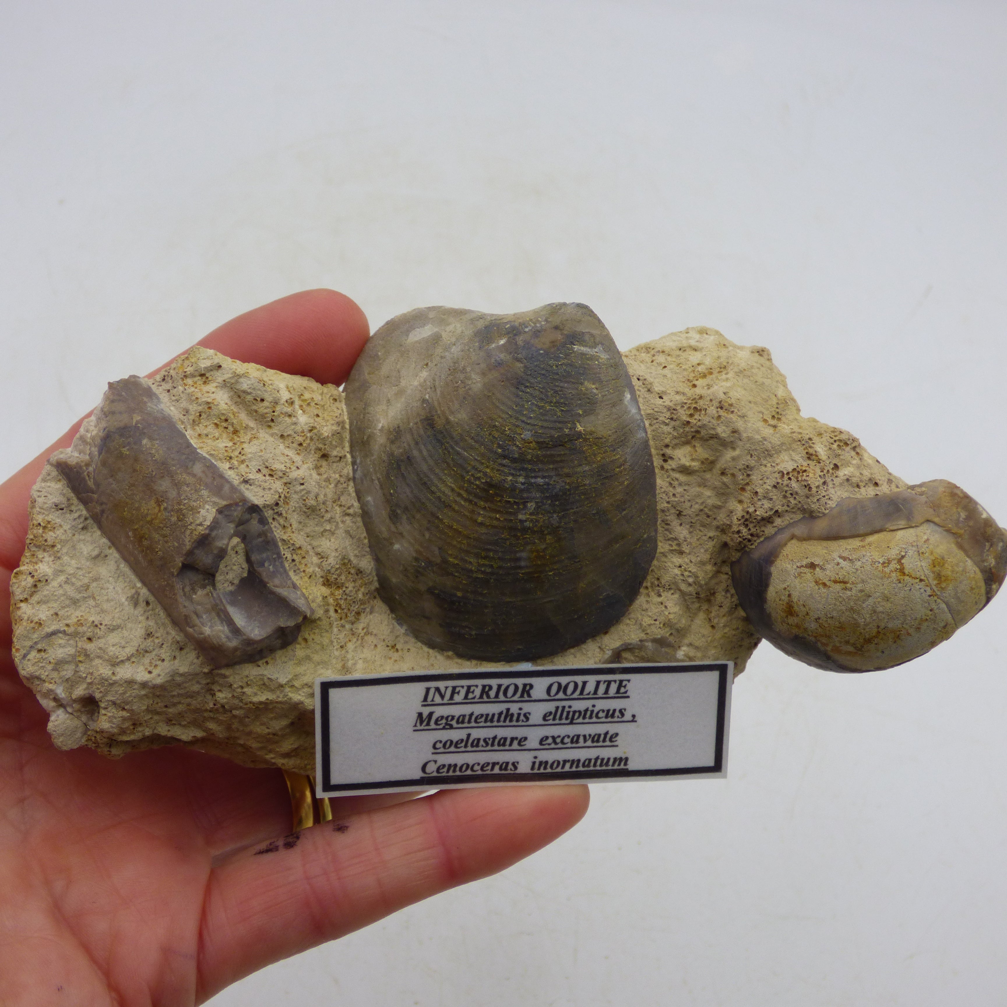 Jurassic  Fossil Sea Floor Display in Inferior Oollite Belemnite, Nautilus, Bivalve Dorset UK