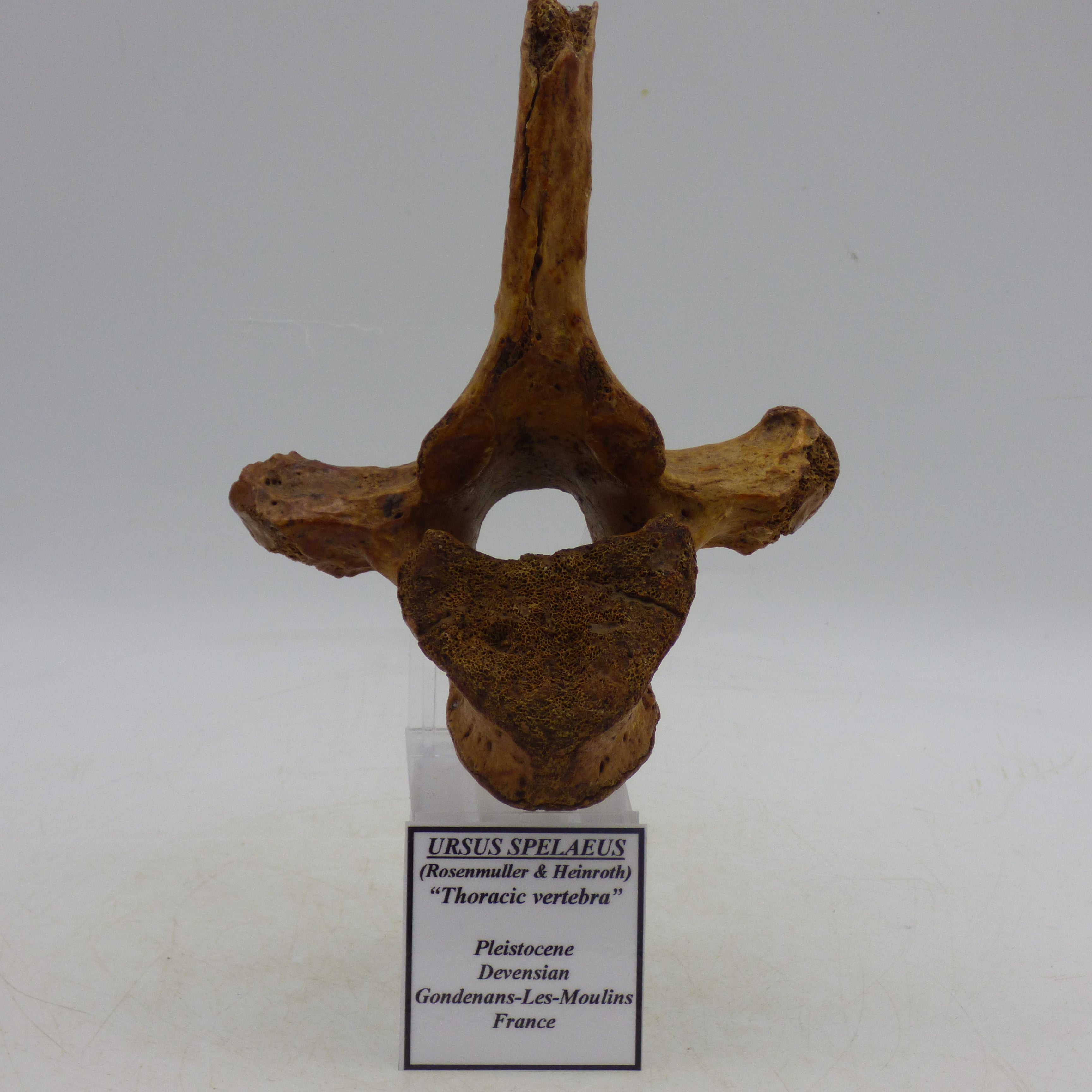 Ice Age Fossilised Vertebra&nbsp; European Cave Bear Ursus Spelaeus France