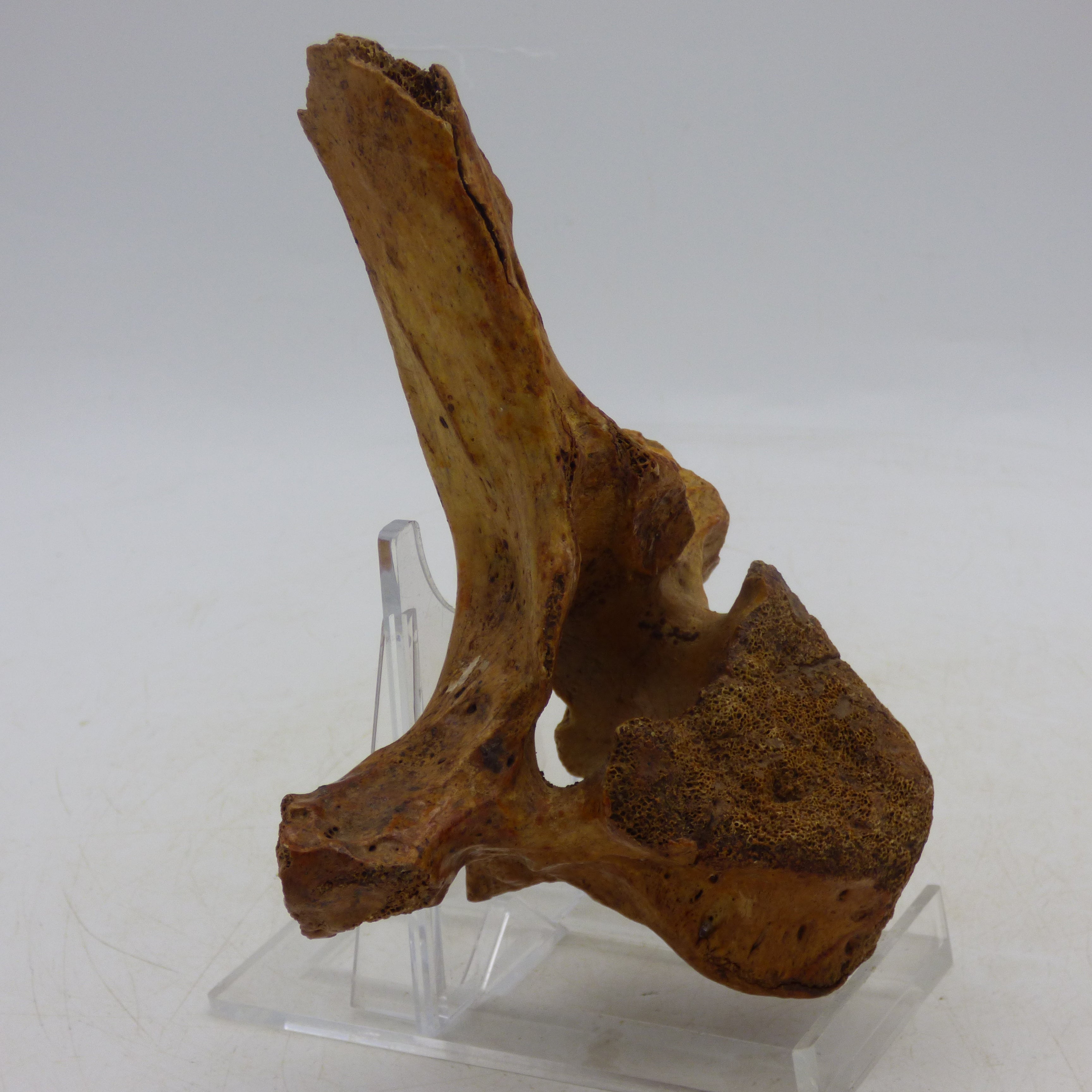 Ice Age Fossilised Vertebra&nbsp; European Cave Bear Ursus Spelaeus France