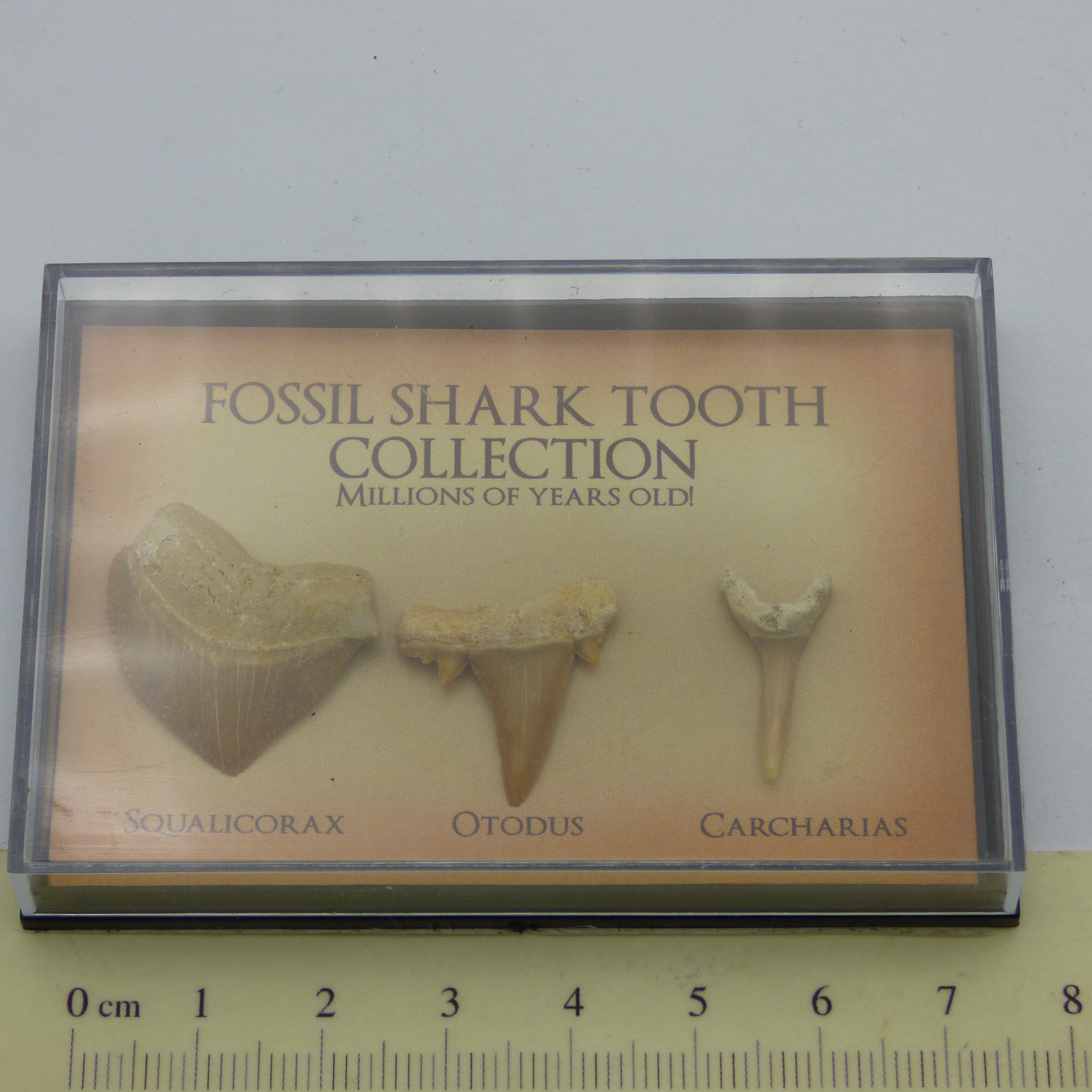 Junior Fossil Shark Teeth Collection Millions of Years Old Educational Gift Idea