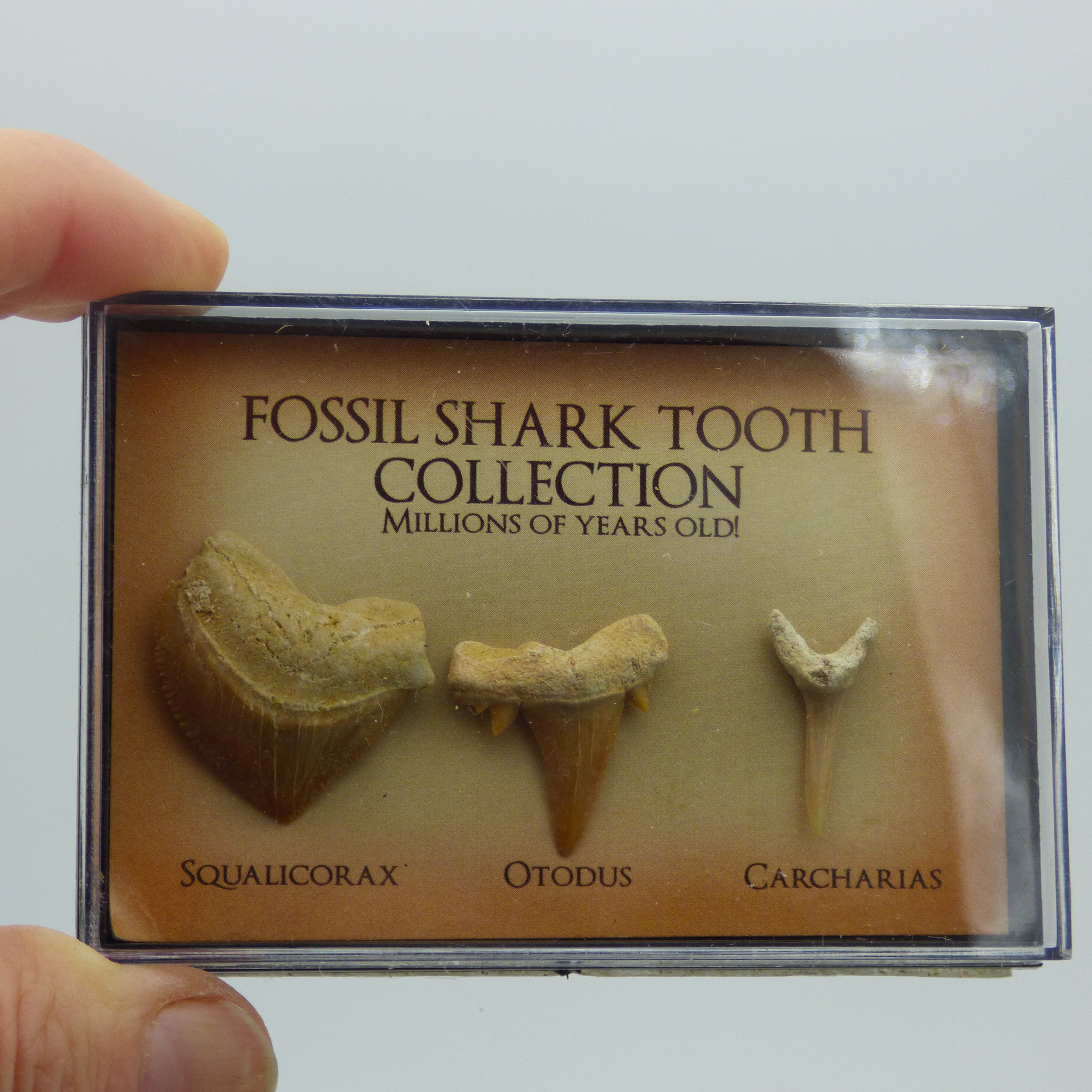 Junior Fossil Shark Teeth Collection Millions of Years Old Educational Gift Idea