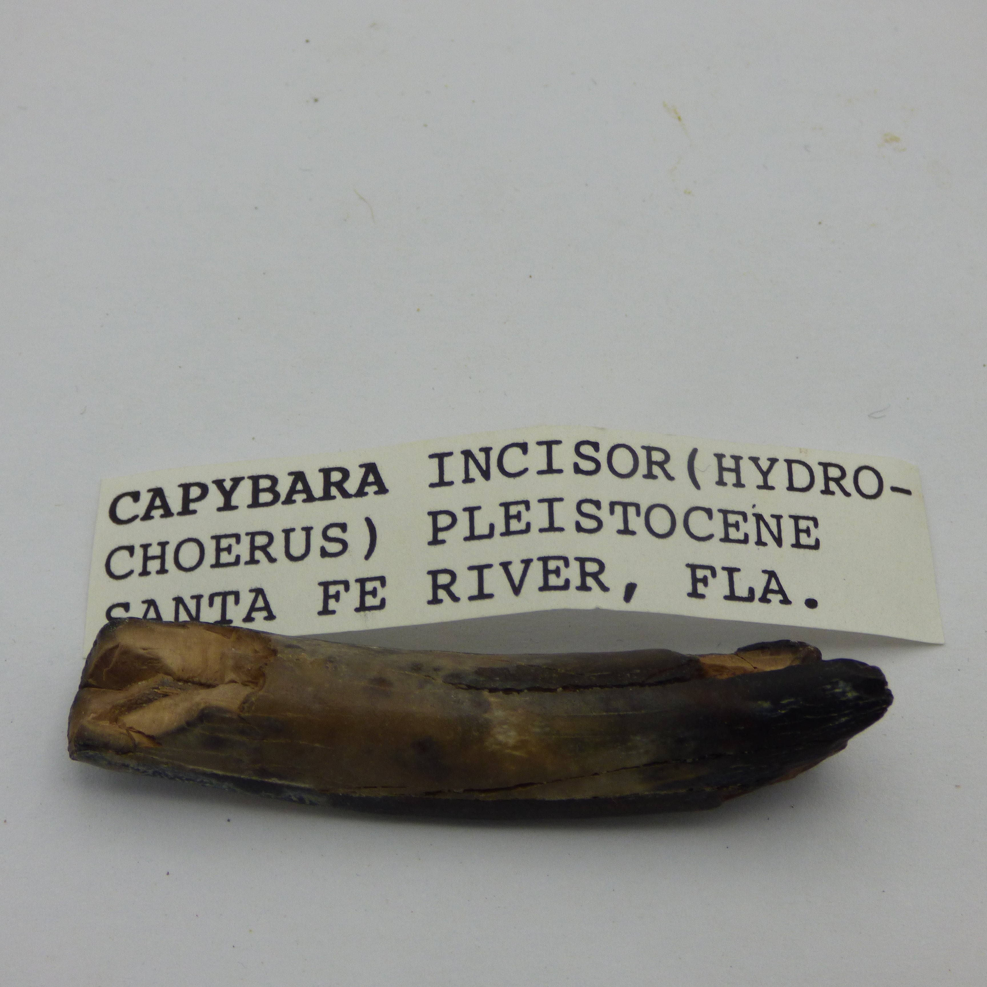 Ice Age Fossilised Capybara Incisor Tooth in Acrylic Collectors Box from Old Collection