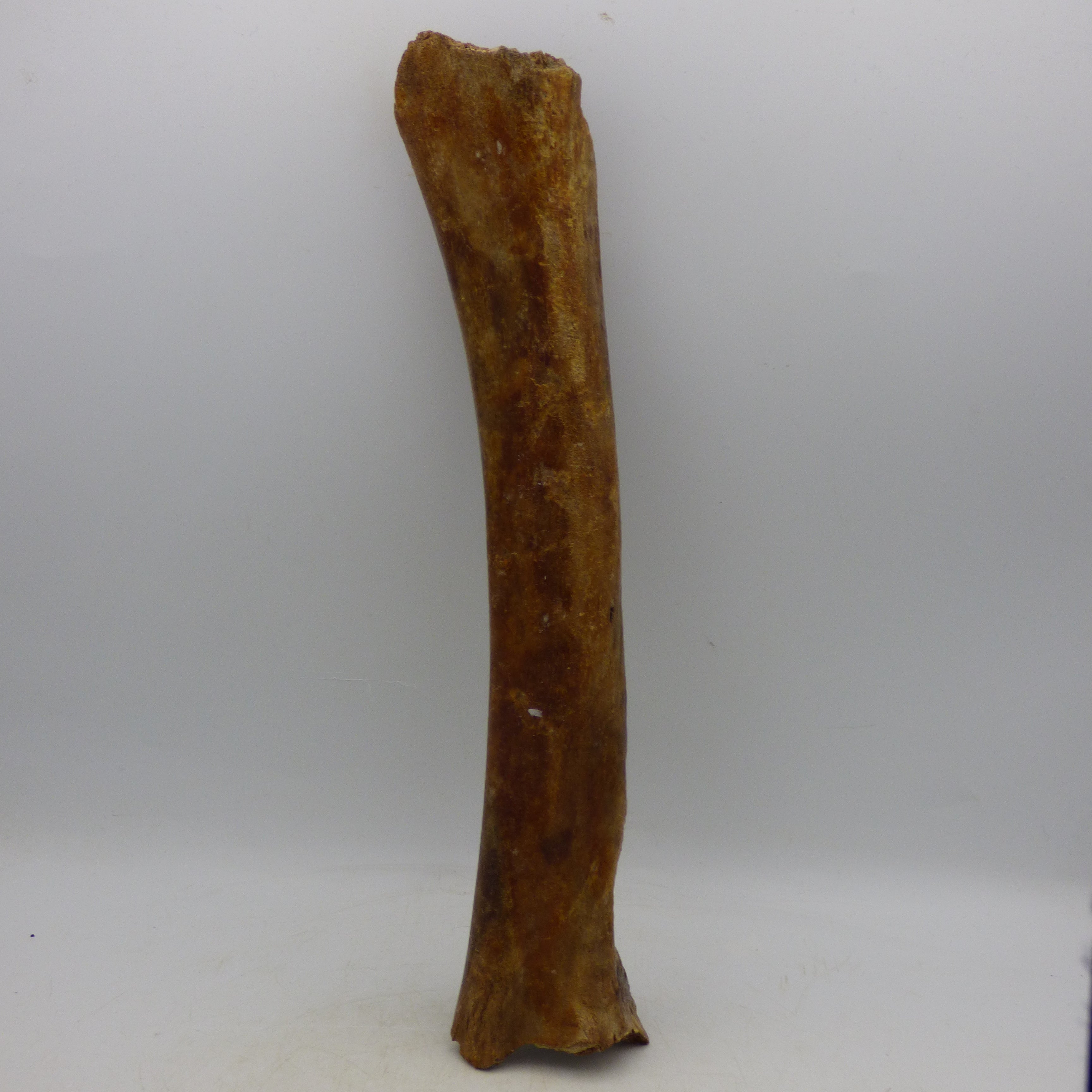 Ice Age Fossilised Radius Bone Brown Bear N Sea +Stand