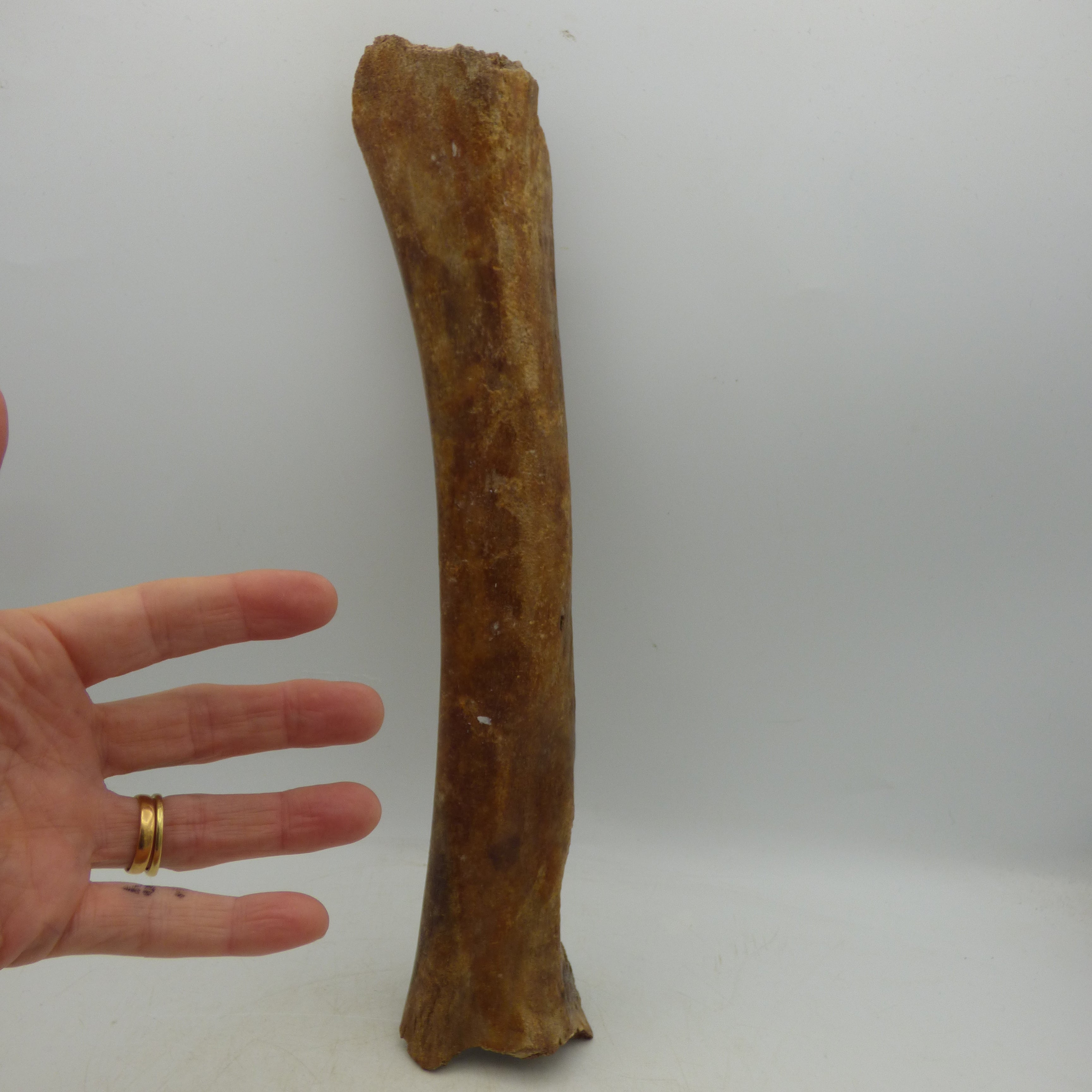 Ice Age Fossilised Radius Bone Brown Bear N Sea +Stand