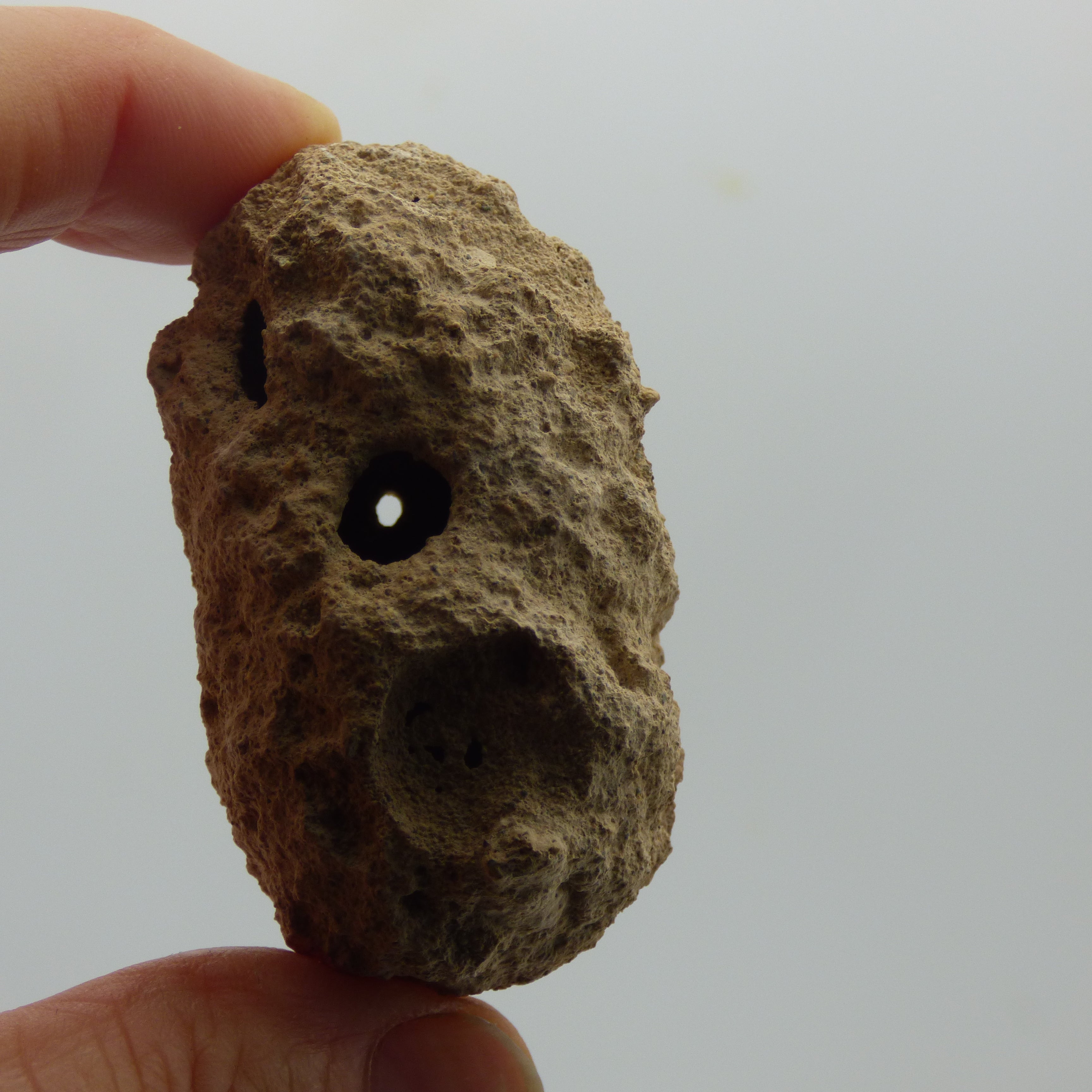 Ice Age Australian Fossil Weevil Cocoon  Pupae Remains  Pleistocene with Stand