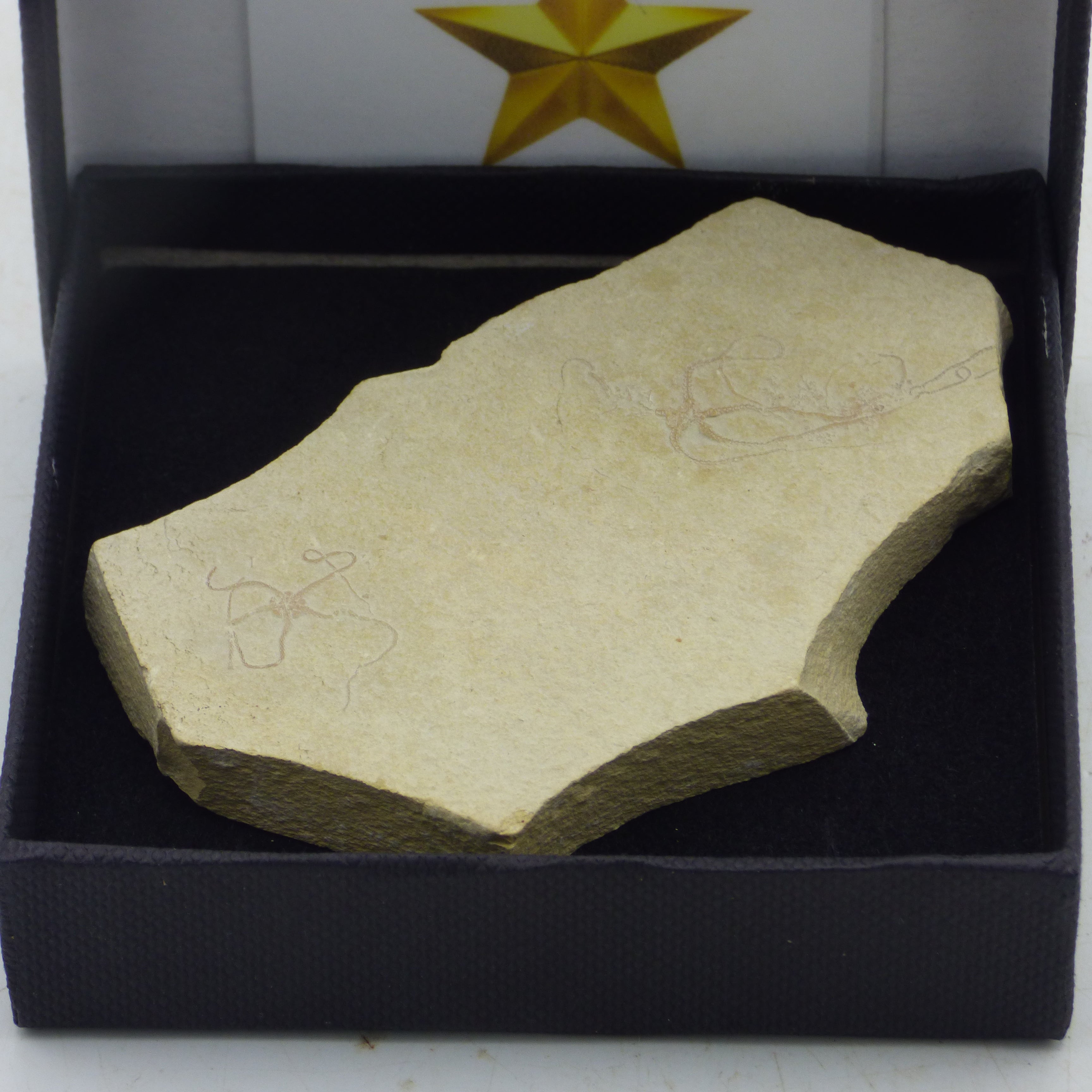 Jurassic  Fossil Baby Starfish Pair Solnhofen Gift Boxed with Display Stand