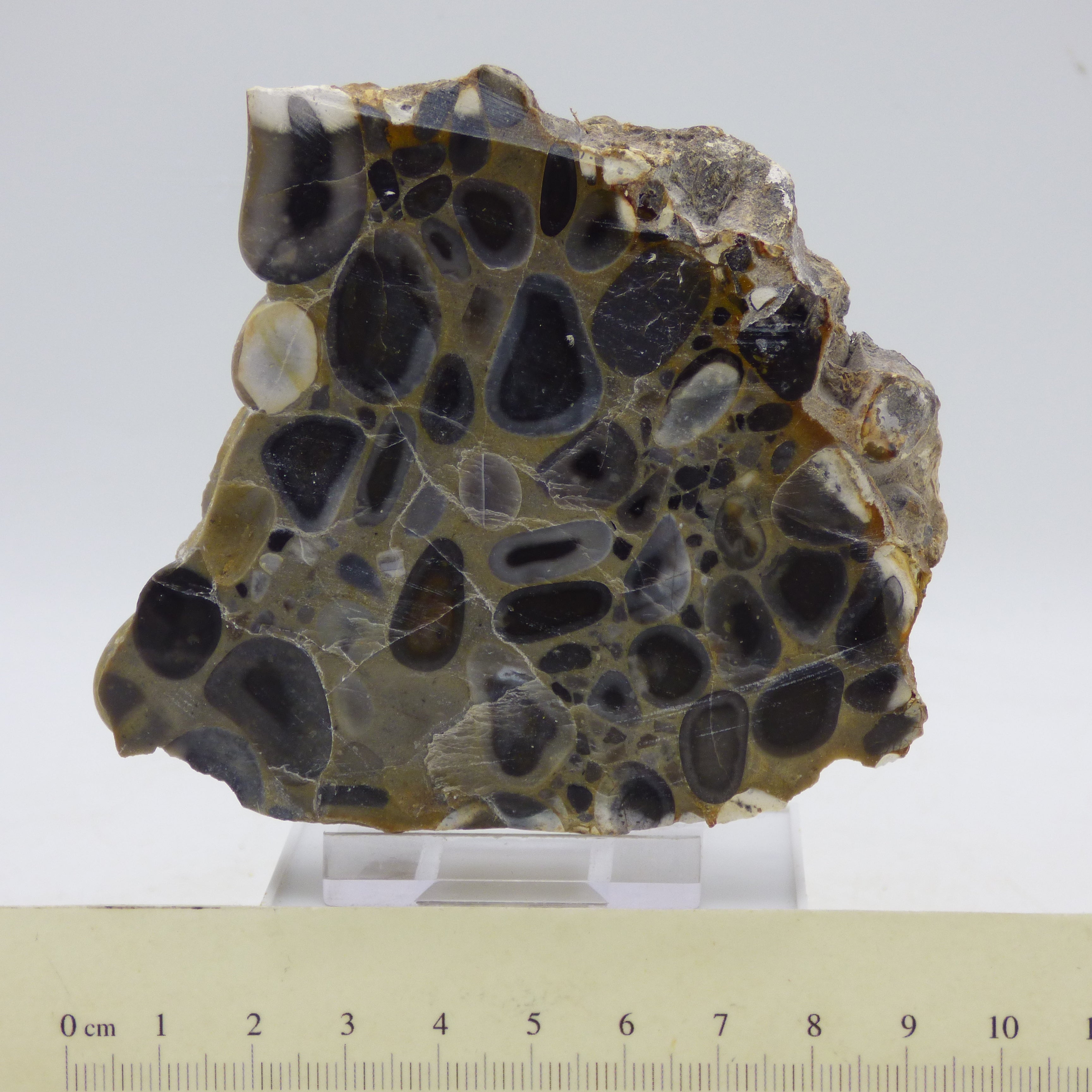 Ice Age Fossilized Plum Pudding Stone with acrylic display stand