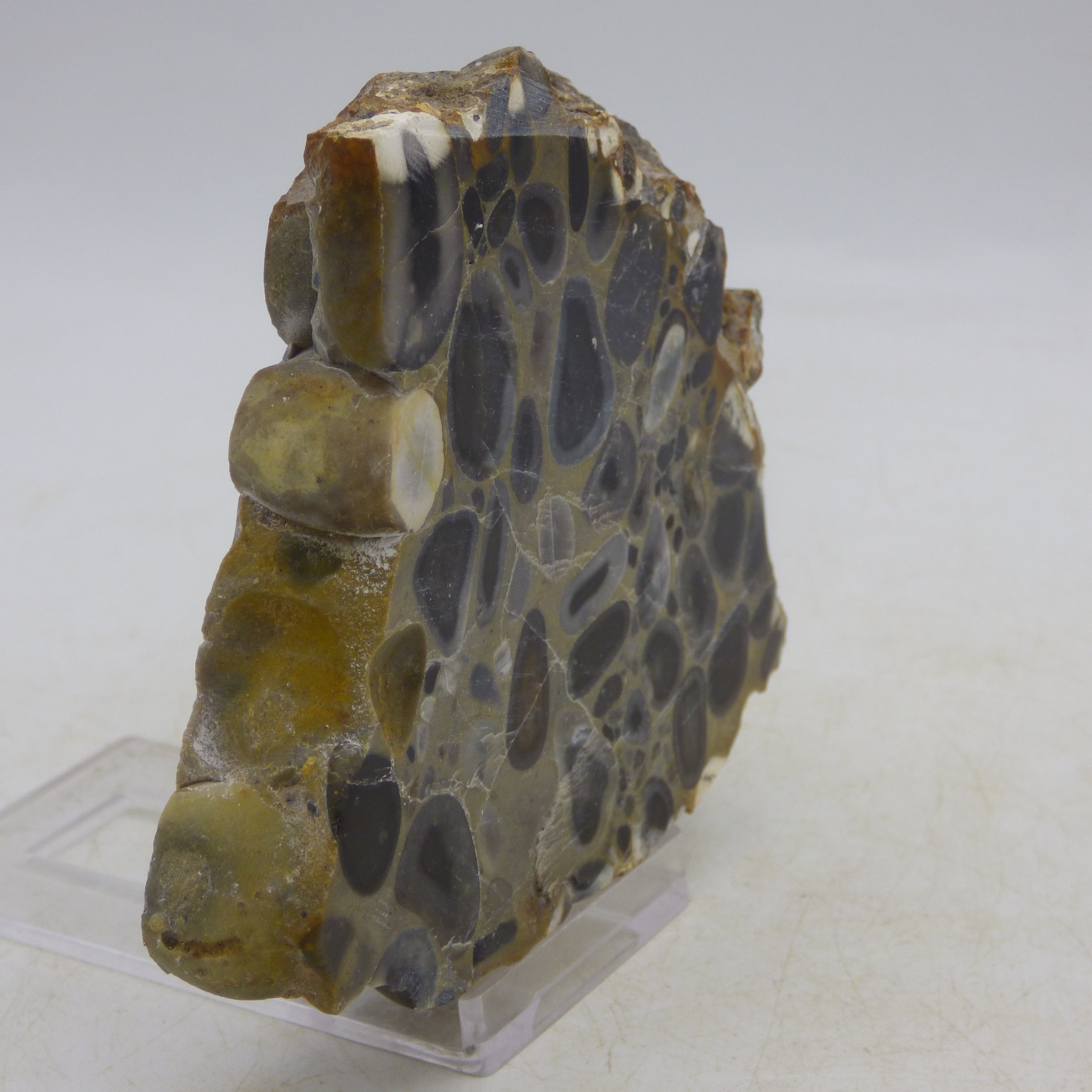 Ice Age Fossilized Plum Pudding Stone with acrylic display stand