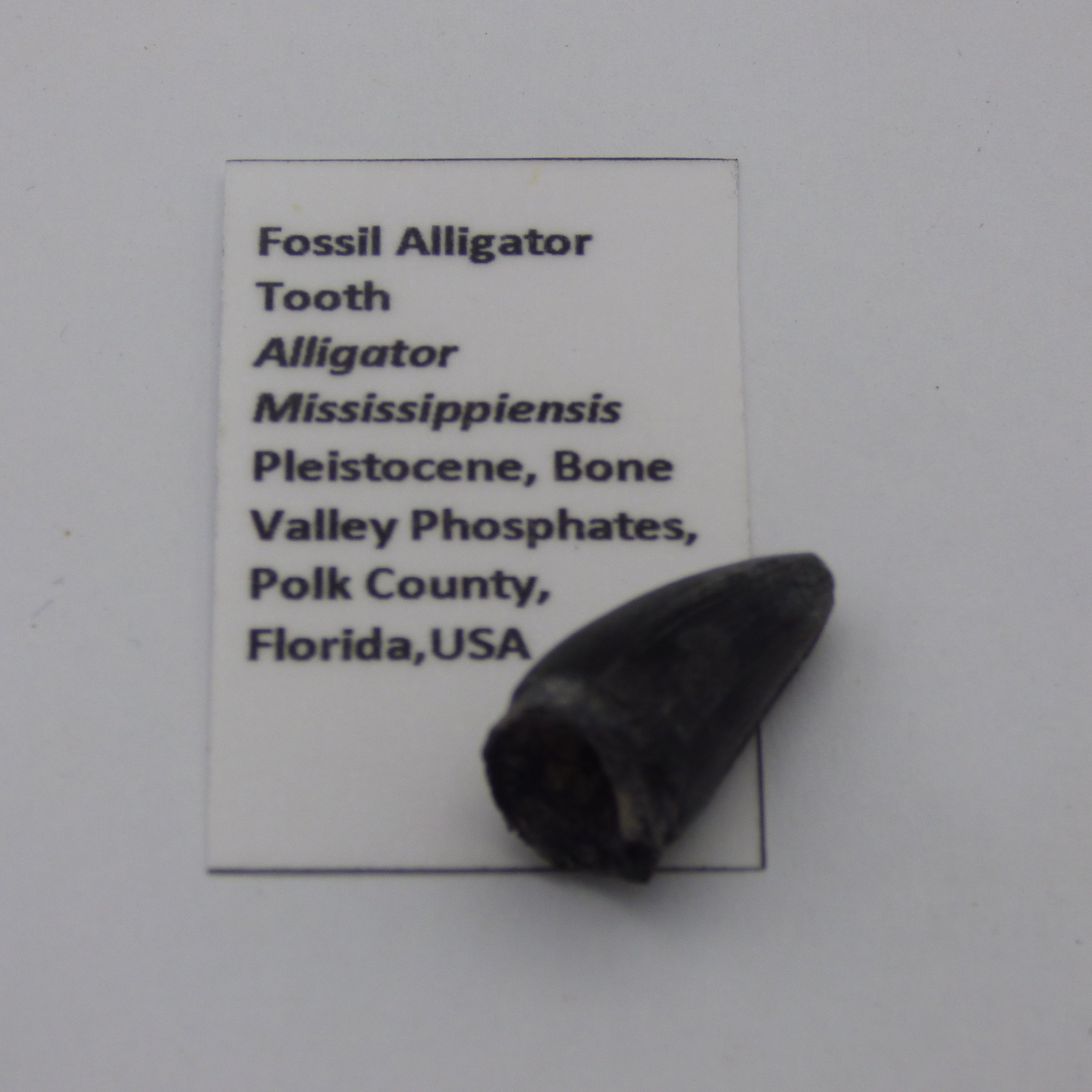 Ice Age Prehistoric Fossil  Reptile Alligator Tooth in Collectors Box Florida