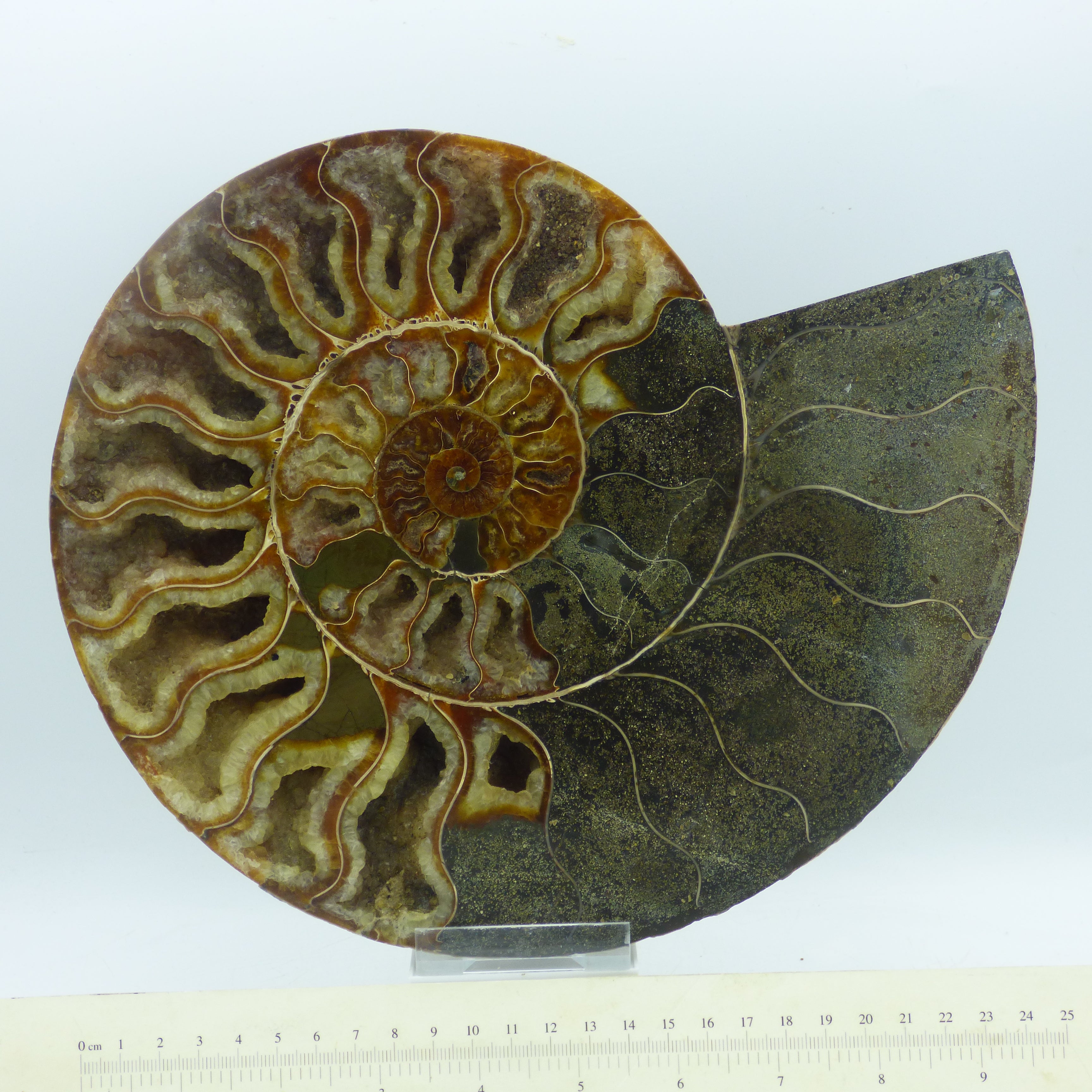 Impressively Large Cleoniceras Ammonite Fossil + Hand Crafted Steel Display Stand