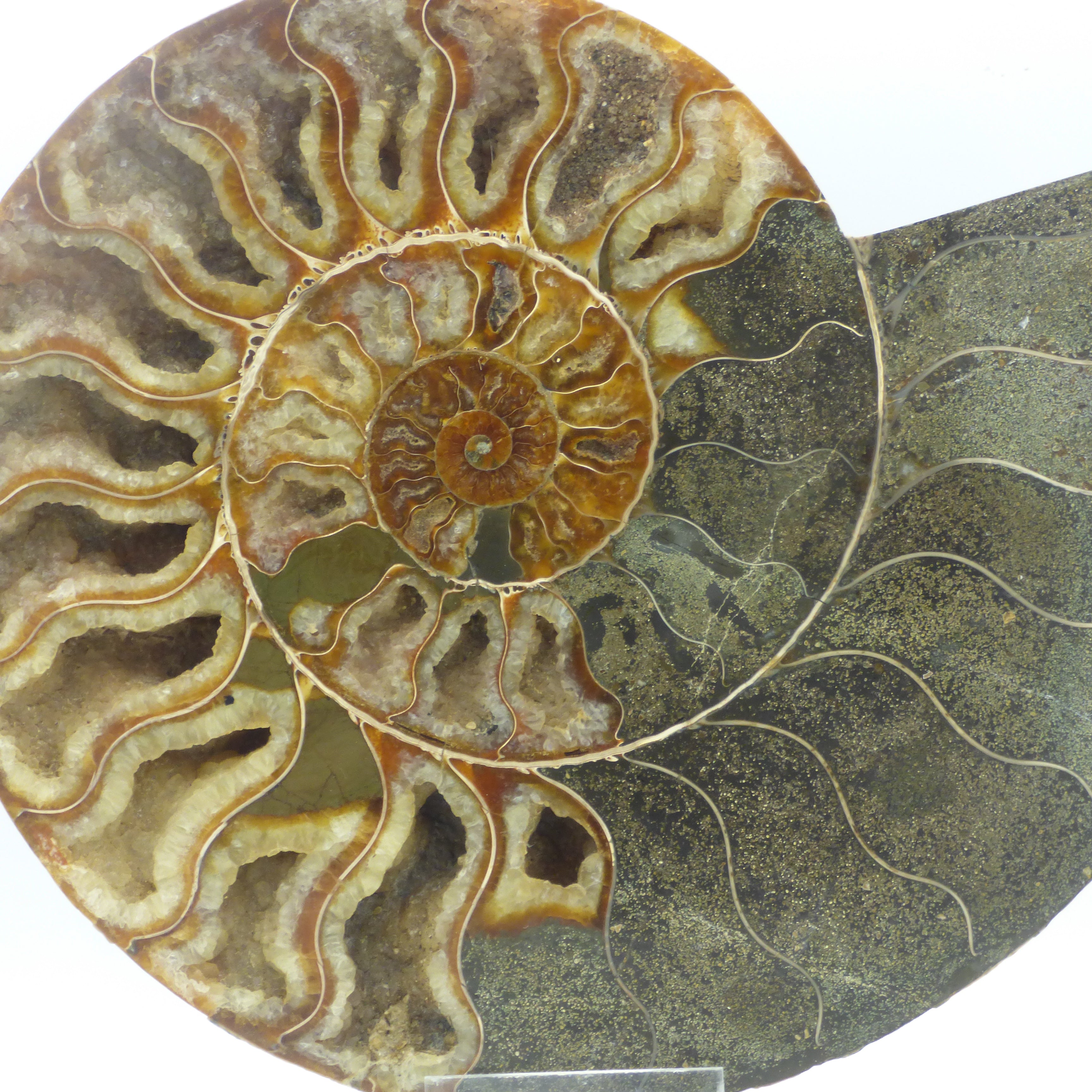 Impressively Large Cleoniceras Ammonite Fossil + Hand Crafted Steel Display Stand