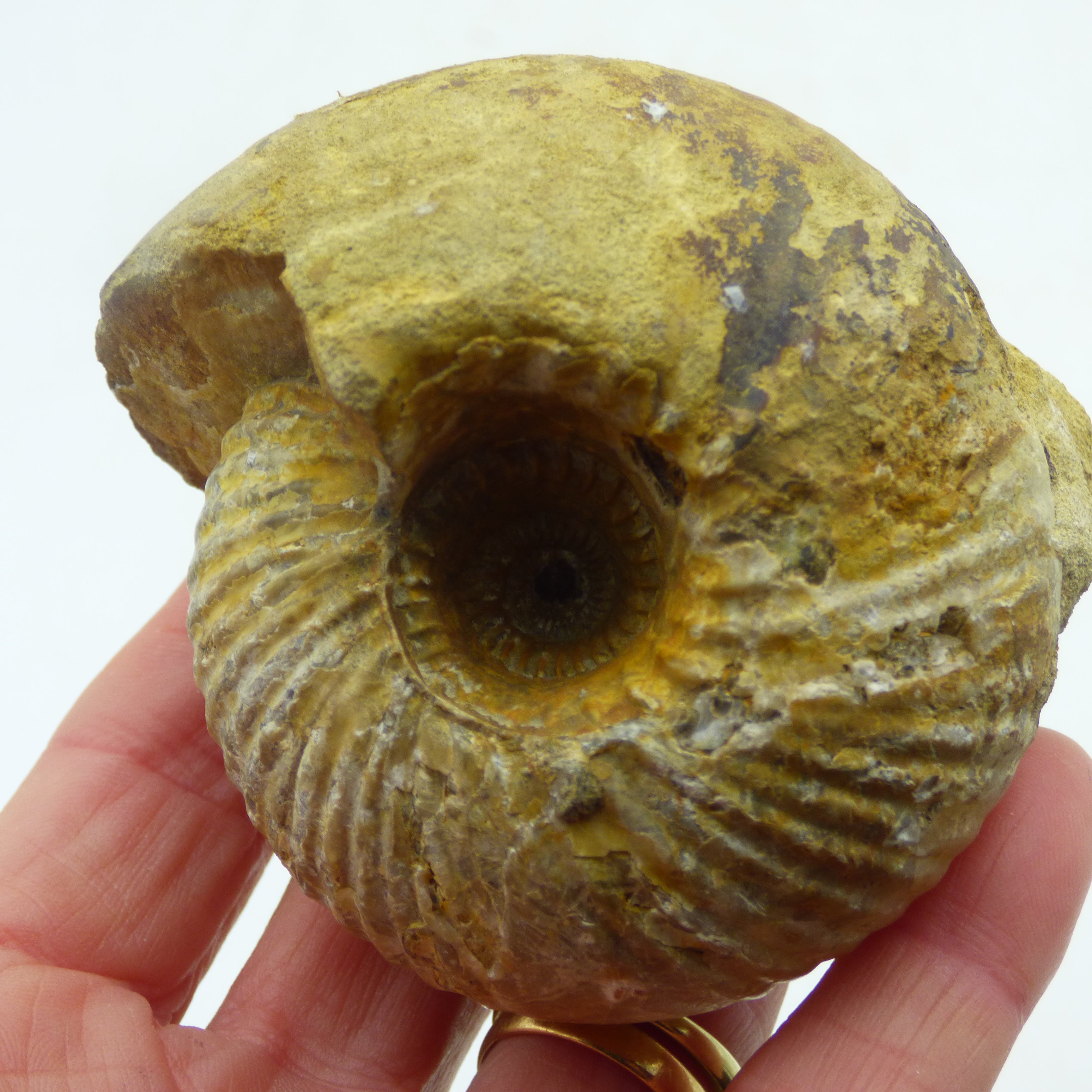 Jurassic Ammonite Cadoceras Sublaeve Ashton Keynes Wiltshire