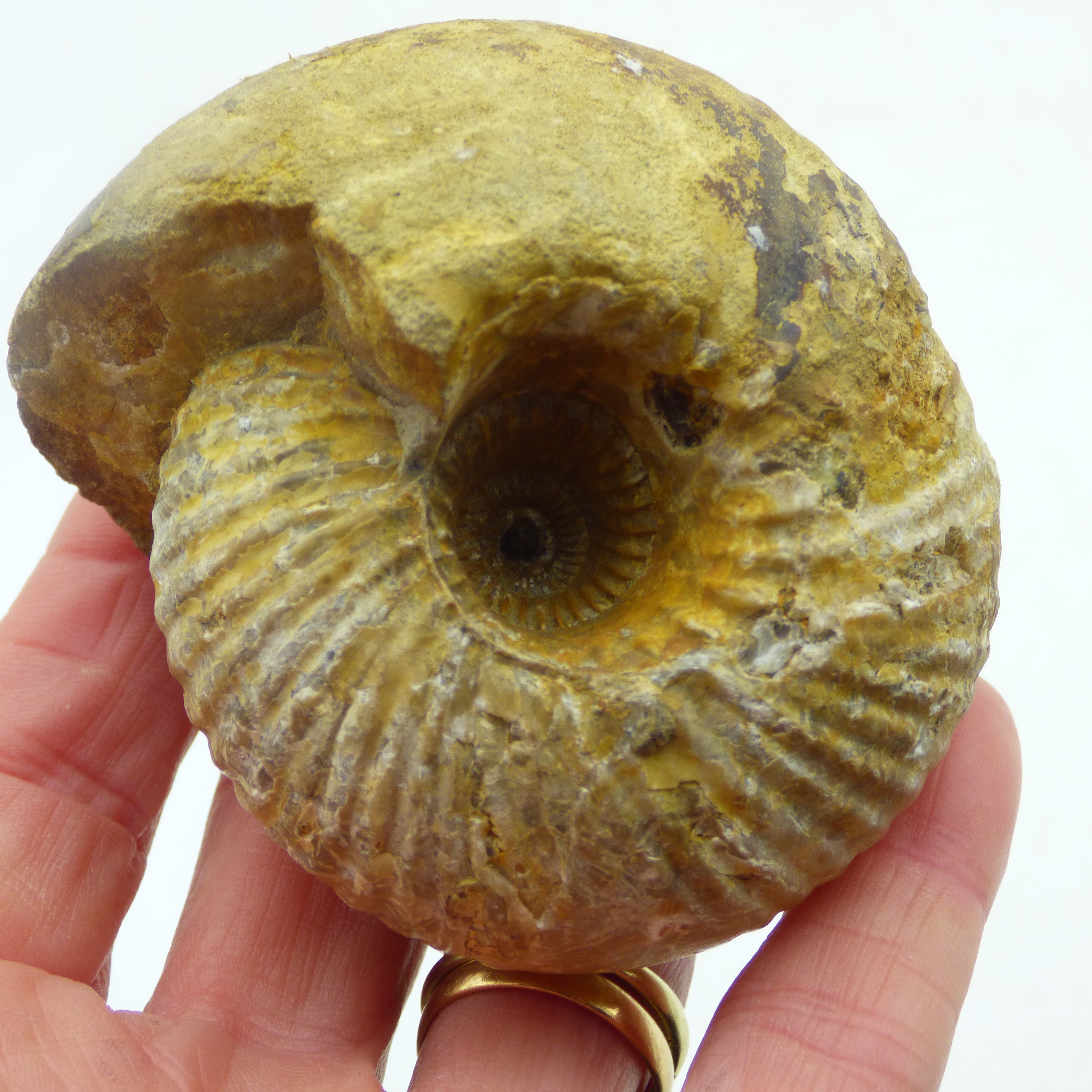 Jurassic Ammonite Cadoceras Sublaeve Ashton Keynes Wiltshire