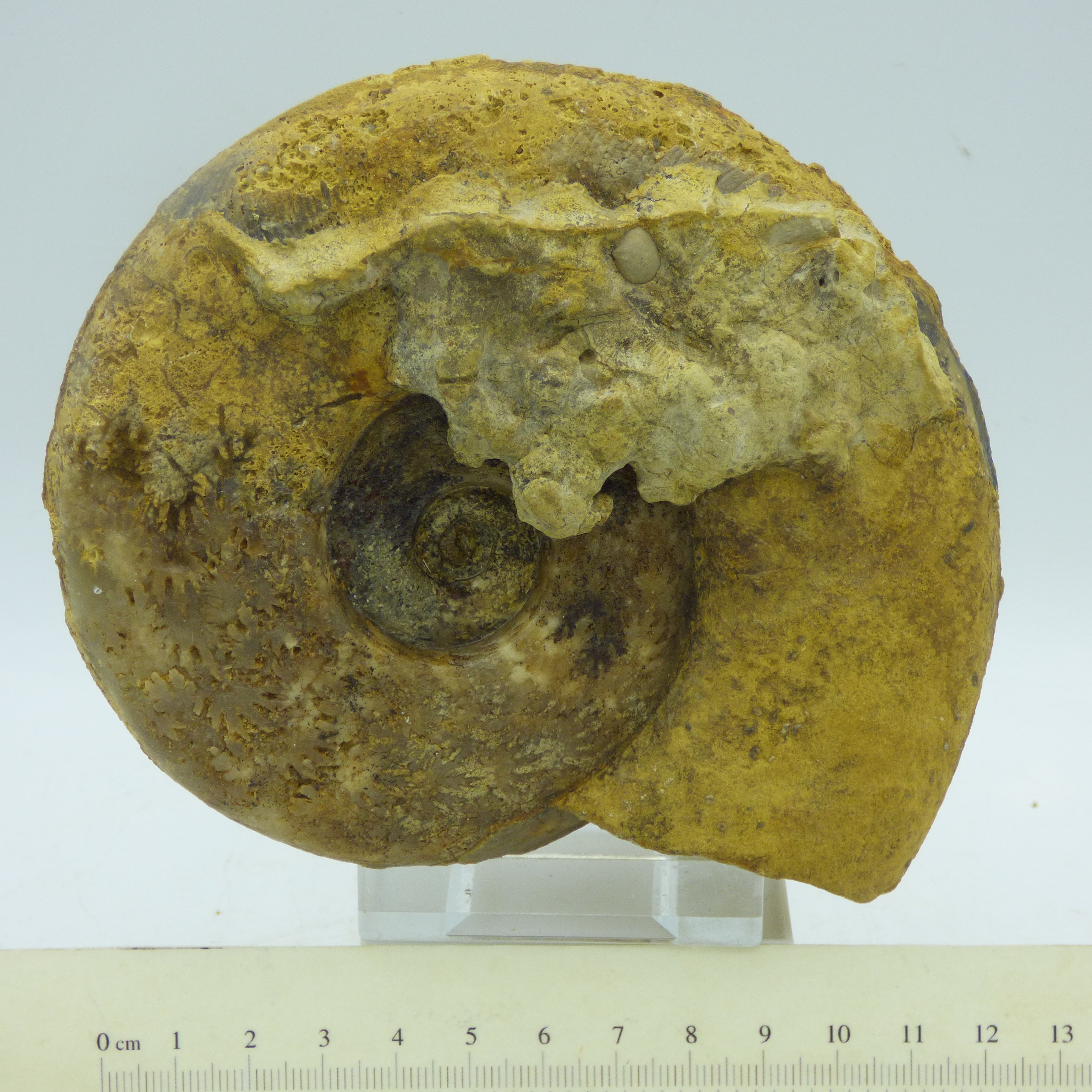 J Jurassic Fossil Ammonite Harpoceras Falciferum Illminster Somerset UK