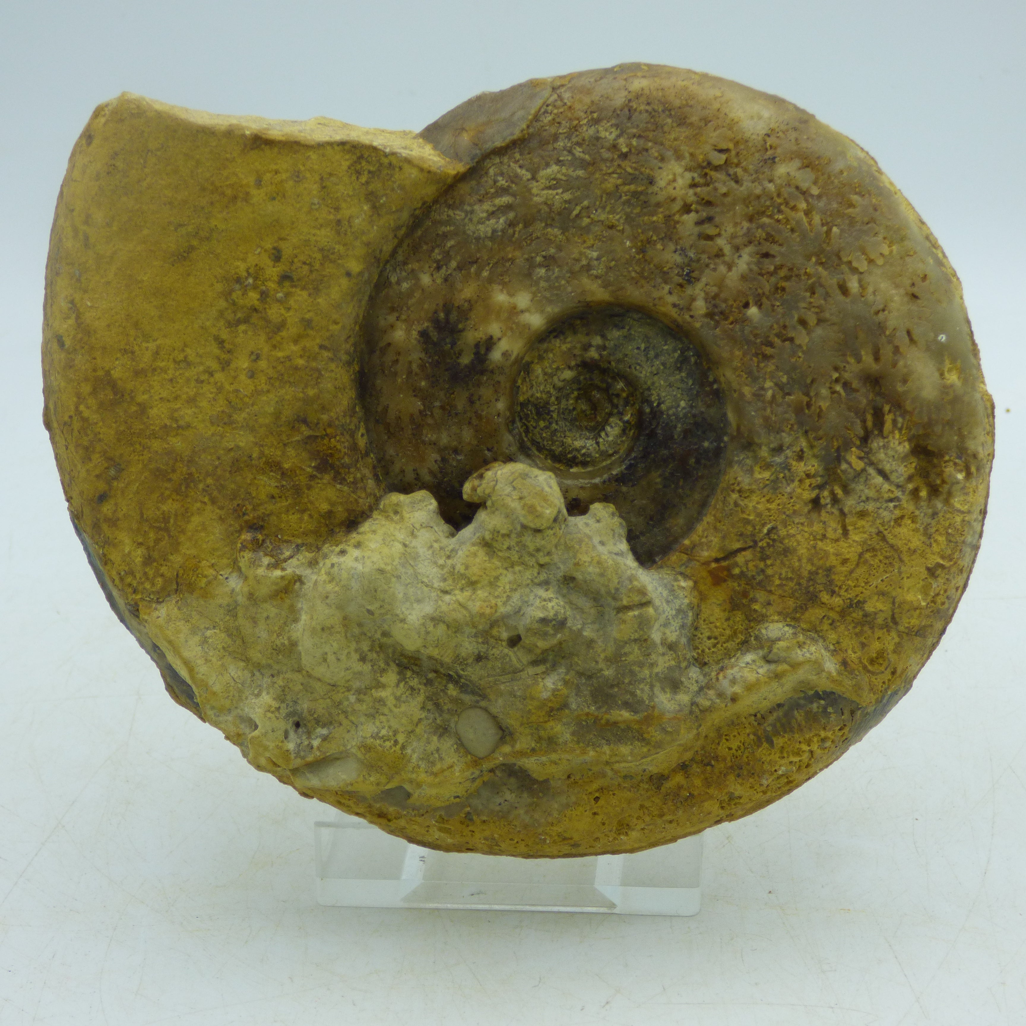 J Jurassic Fossil Ammonite Harpoceras Falciferum Illminster Somerset UK