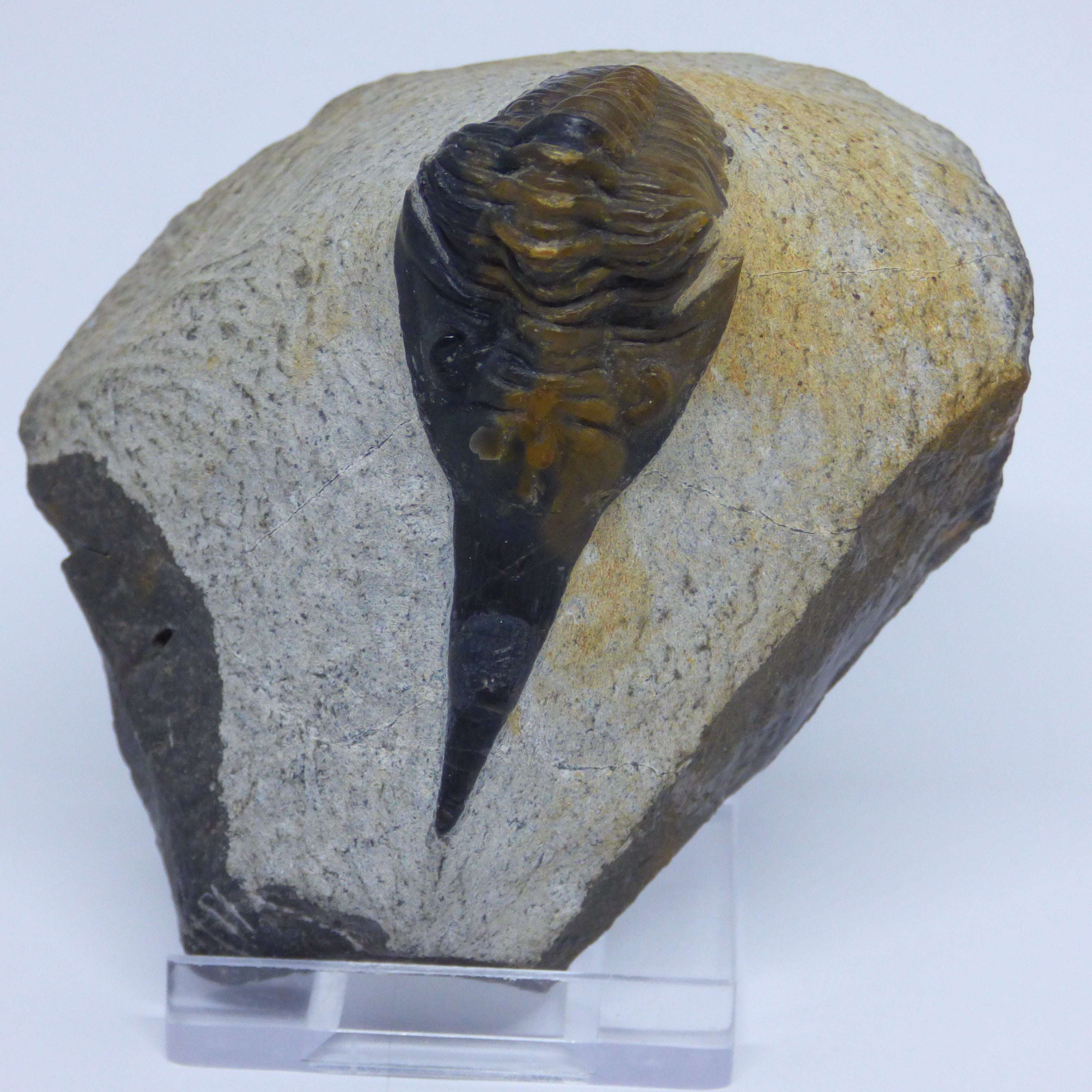 Very Rare Fossil trilobite Lanceaspis Hammondi Morocco.