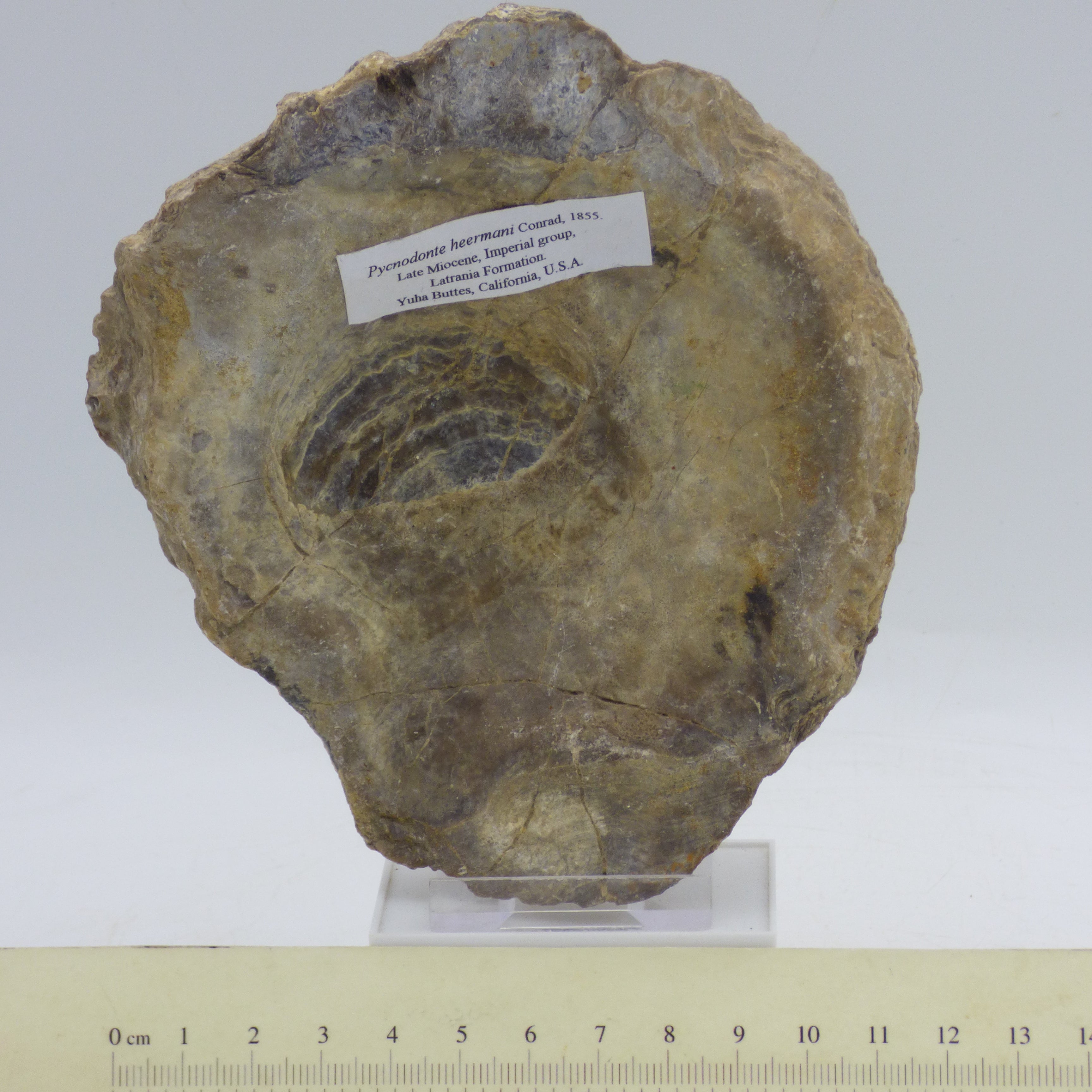 Miocene Fossil Marine Bivalve Pycnodonte Heermani California Display Stand