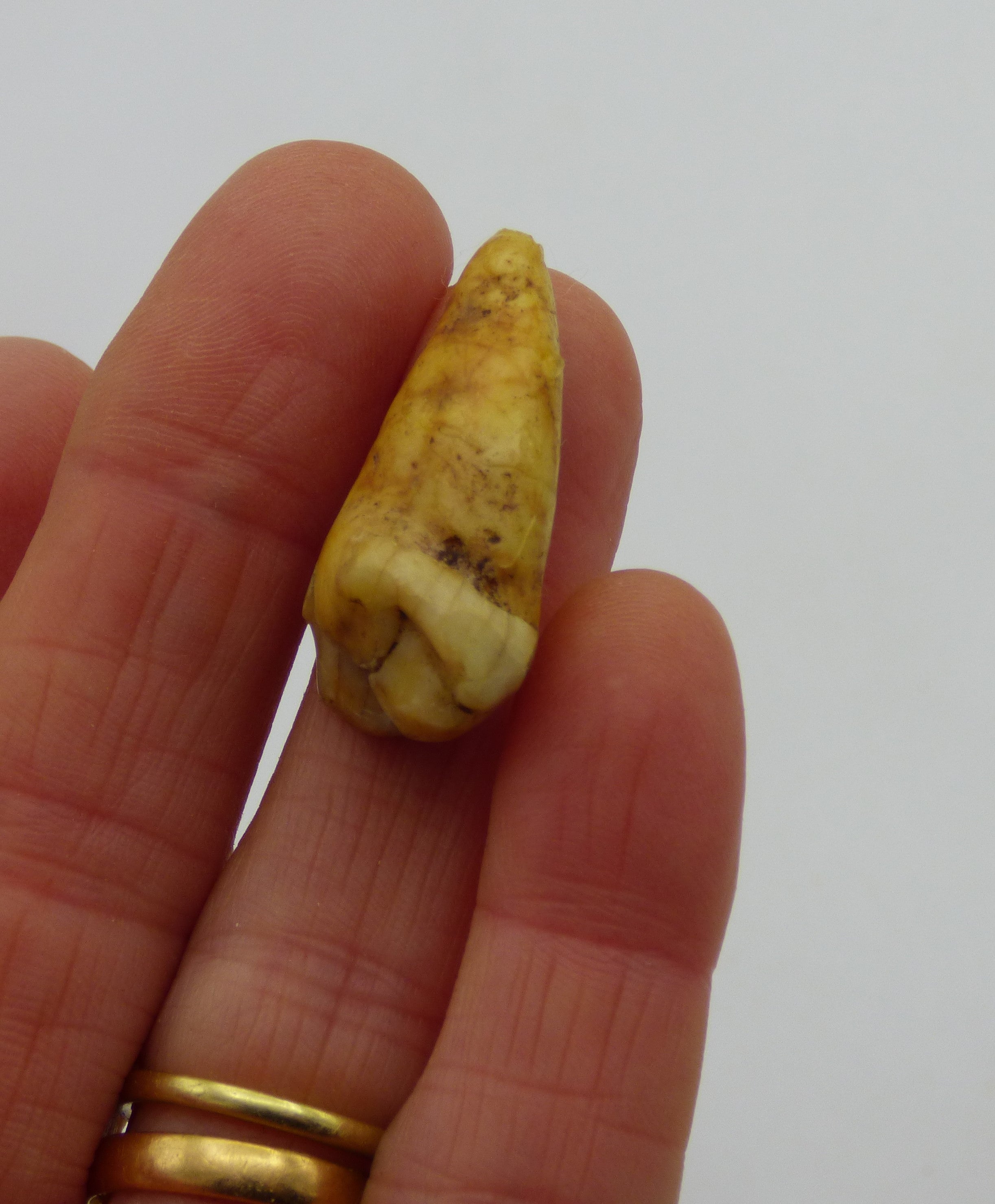 European Cave Bear Ursus Spelaeus Canine Tooth in Collectors Box