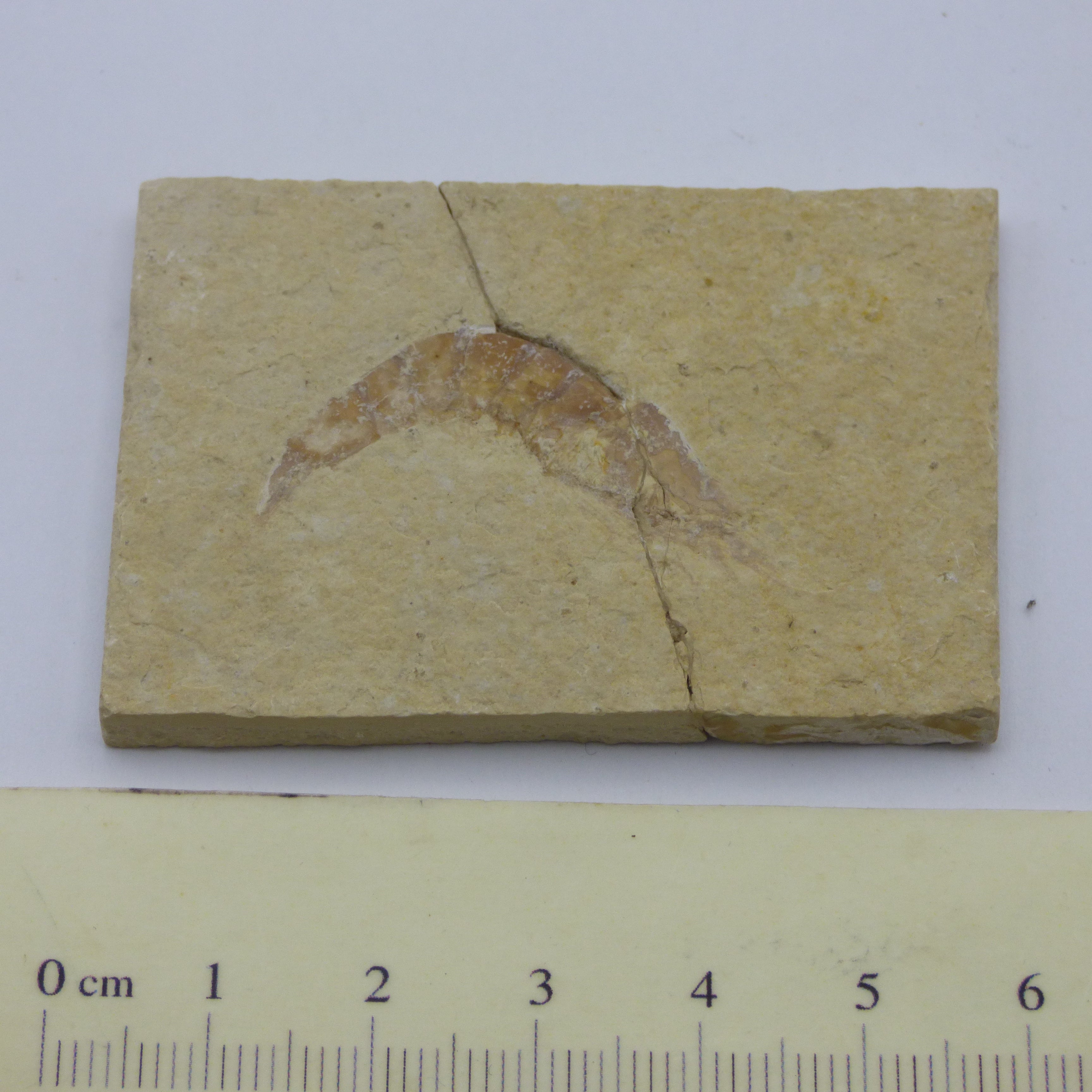 Small Jurassic Fossil Shrimp Solnhofen, Bavaria Germany with Display Stand