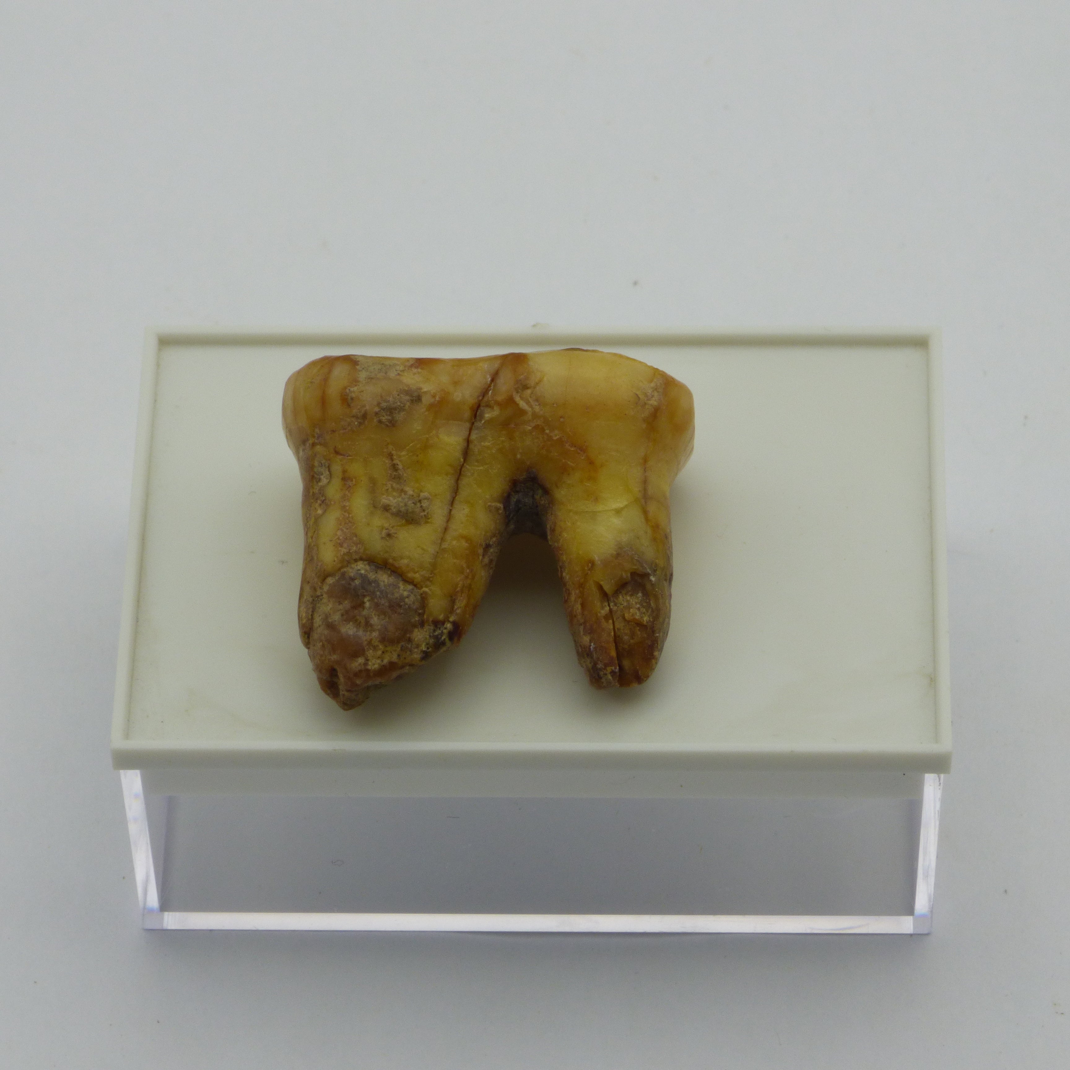 European Cave Bear Ursus Spelaeus Molar Tooth in Collectors Box