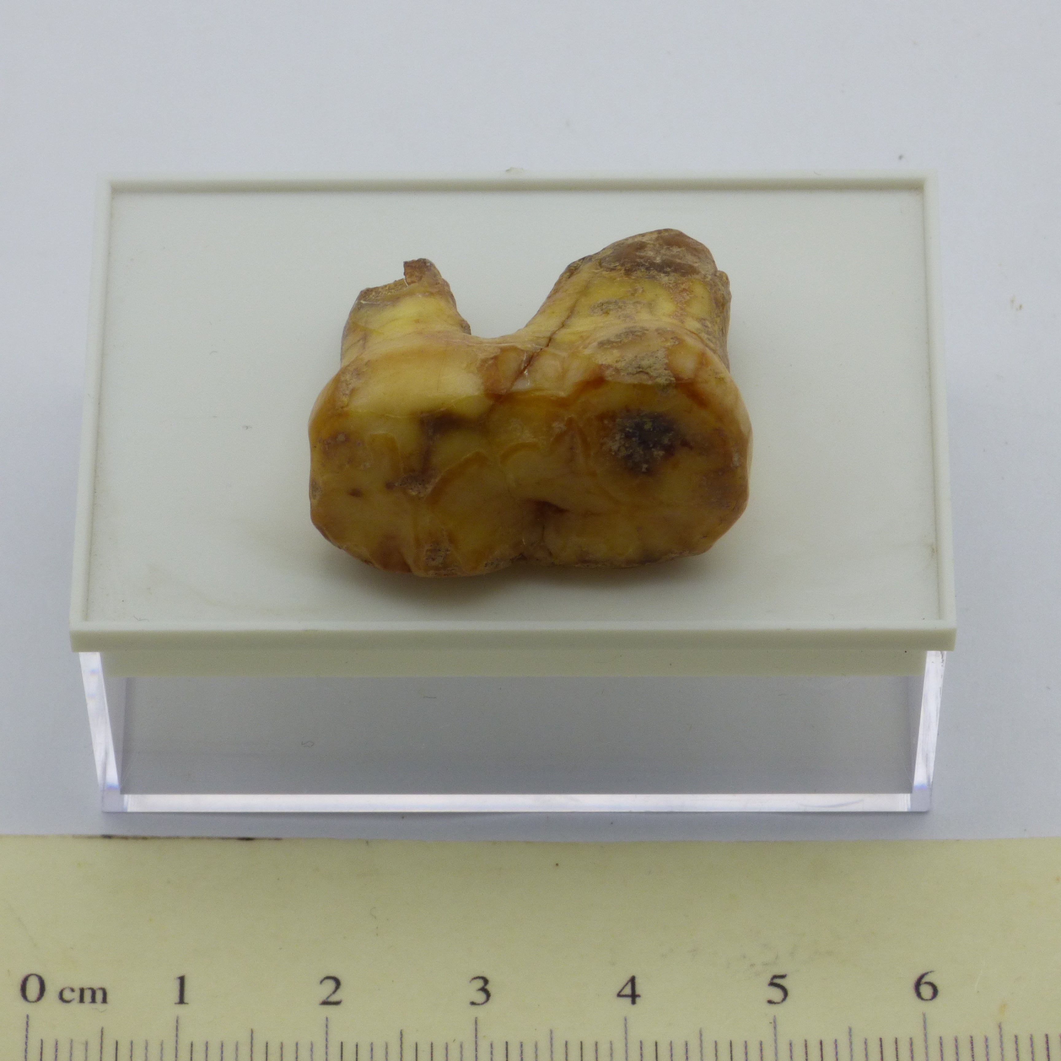 European Cave Bear Ursus Spelaeus Molar Tooth in Collectors Box