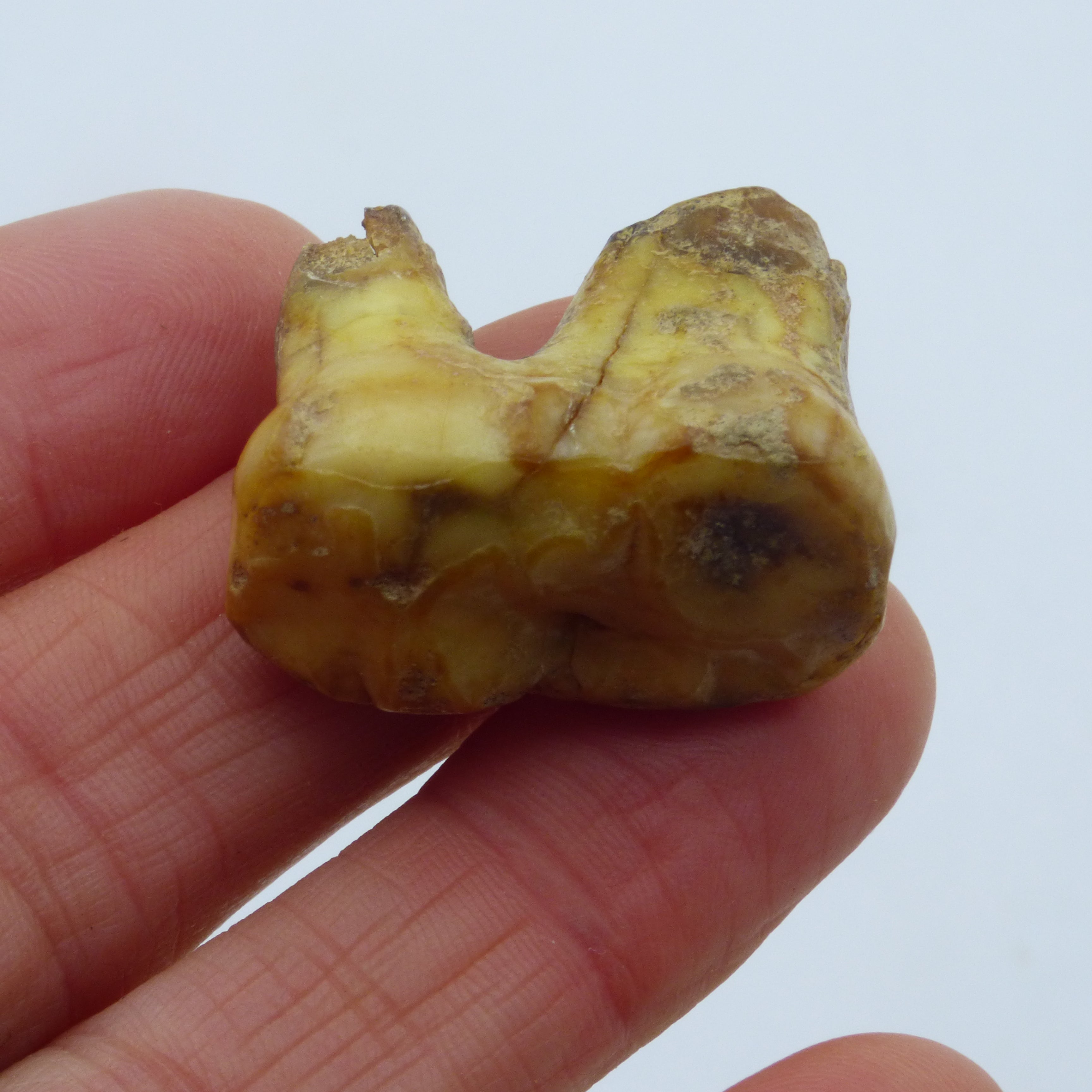 European Cave Bear Ursus Spelaeus Molar Tooth in Collectors Box