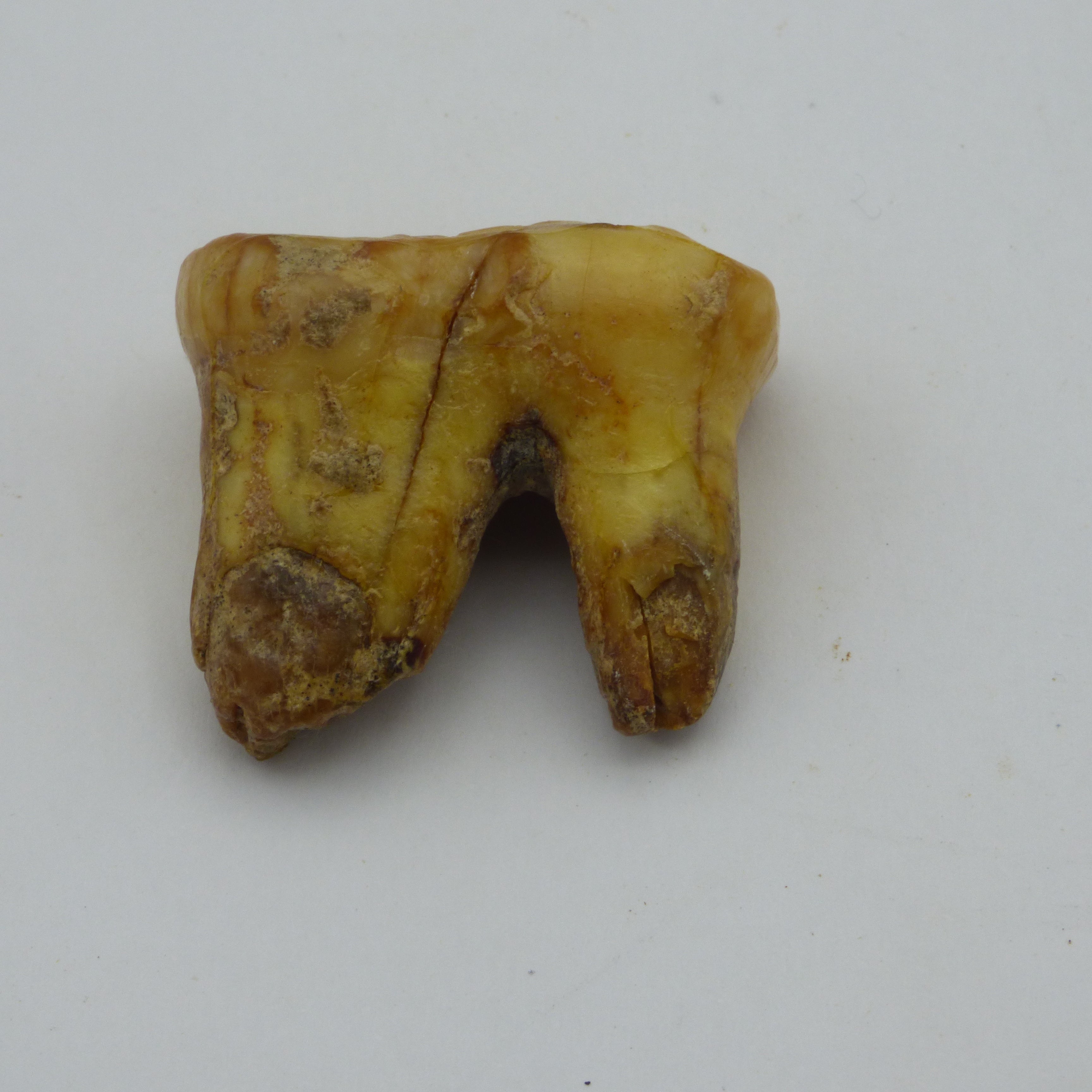 European Cave Bear Ursus Spelaeus Molar Tooth in Collectors Box