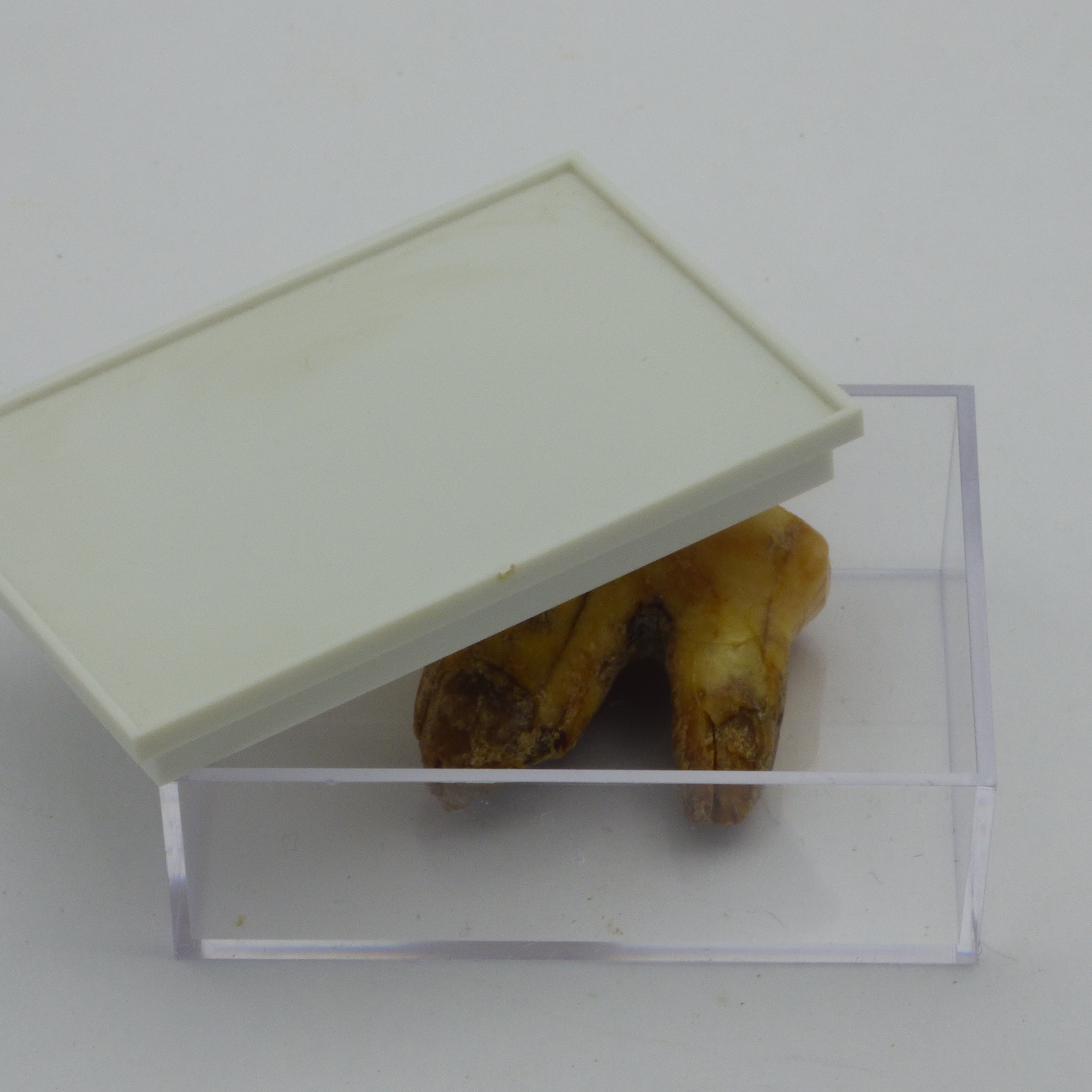 European Cave Bear Ursus Spelaeus Molar Tooth in Collectors Box