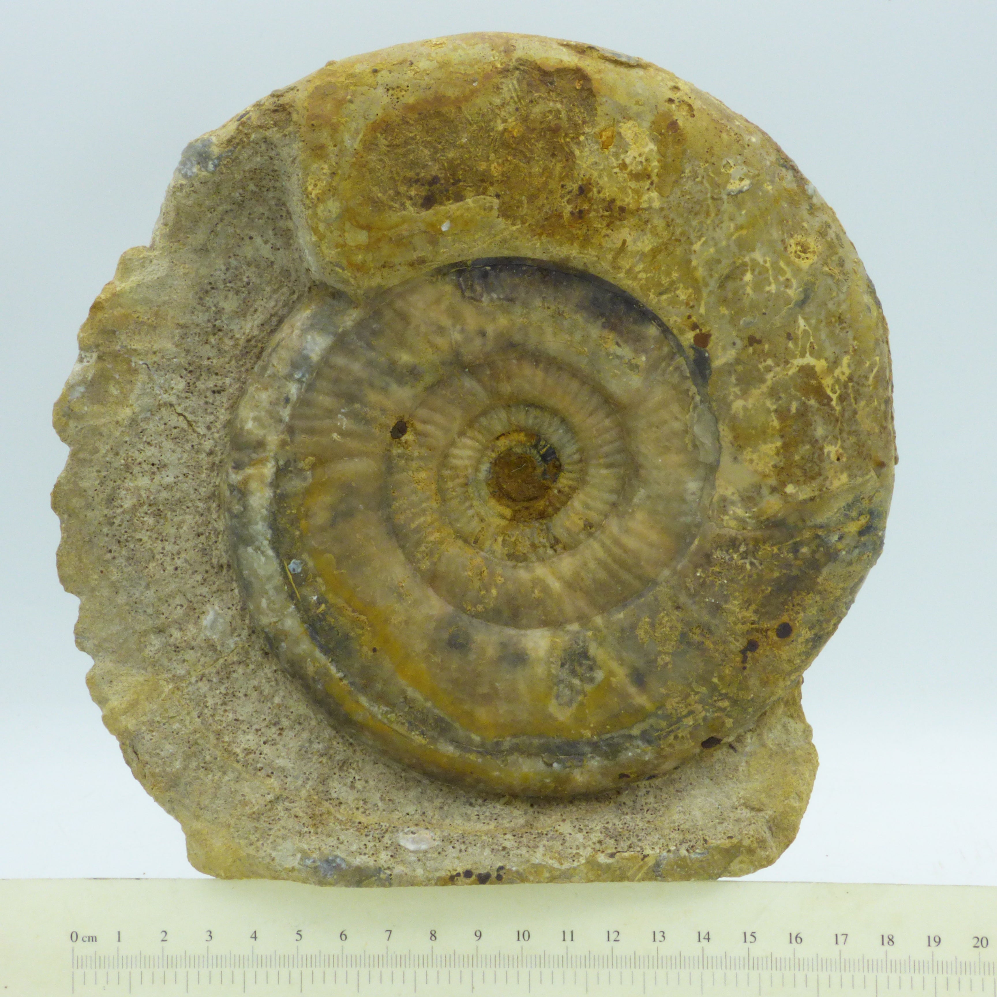 Large Fossil Ammonite Leptosphinctes Dorset Uk