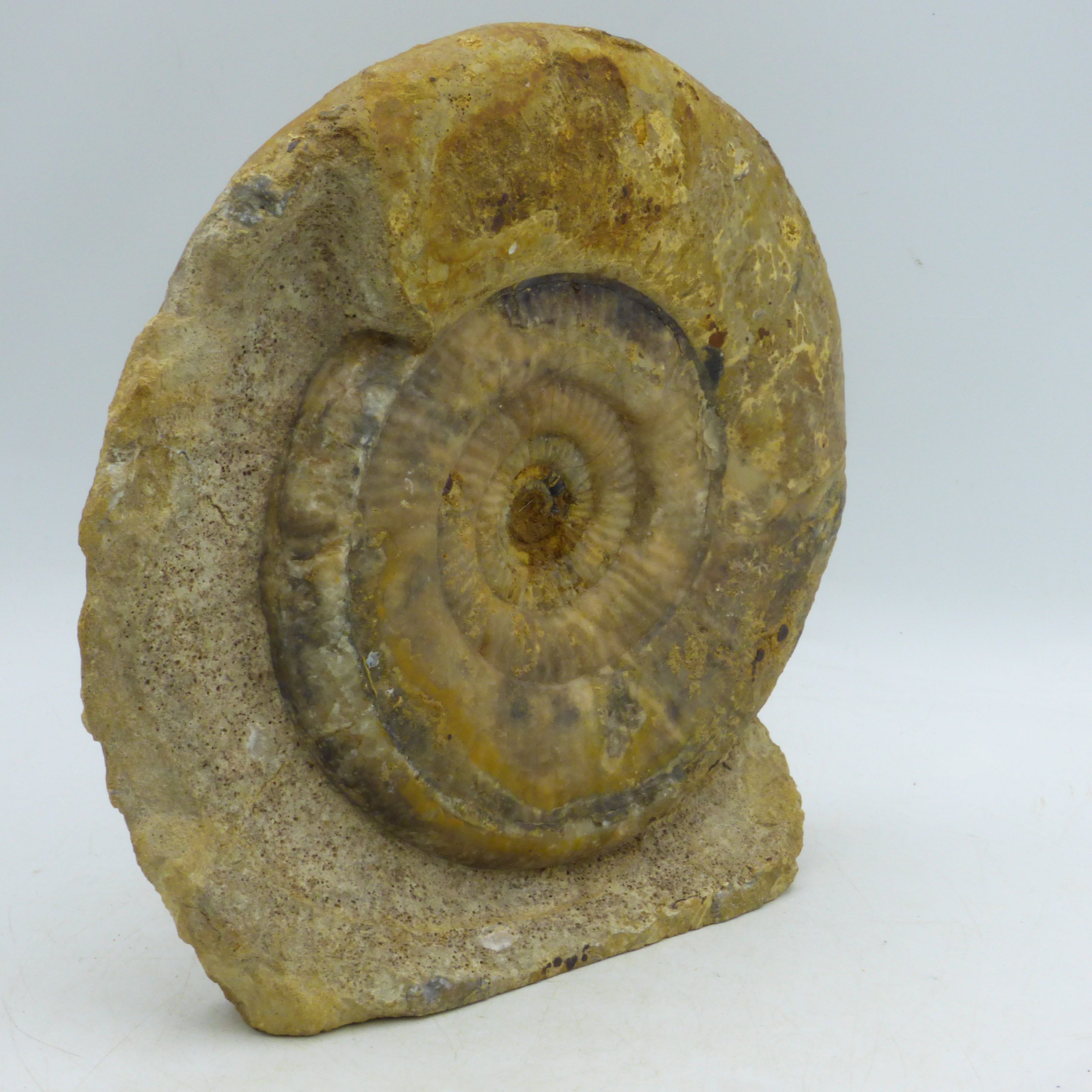 Large Fossil Ammonite Leptosphinctes Dorset Uk